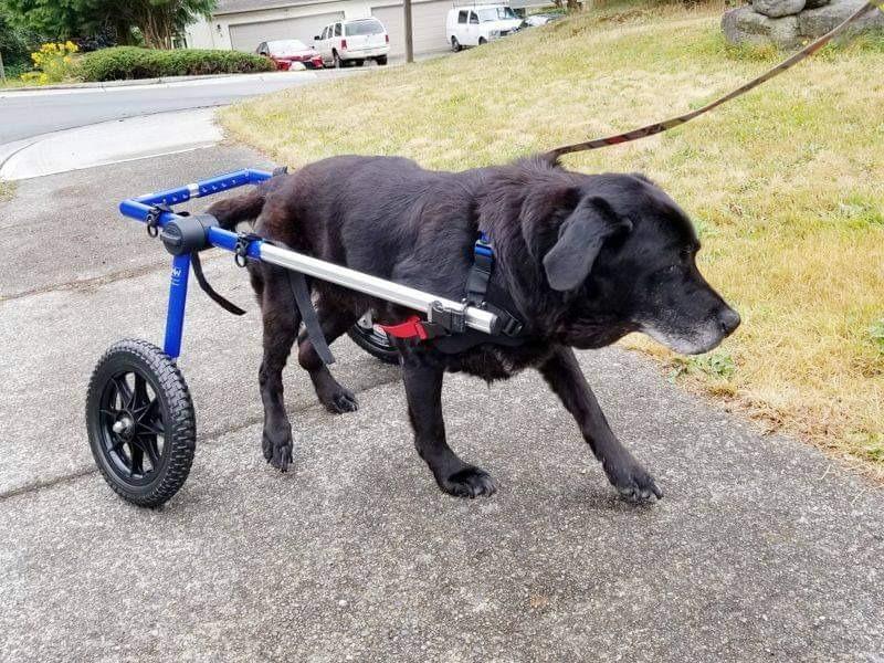 Walkin' Wheels Large Dog Wheelchair, Lightweight Dog Wheelchair for Back Legs, 70-180 lbs, for 17-19 inches Leg Height - Pink customer photo 2