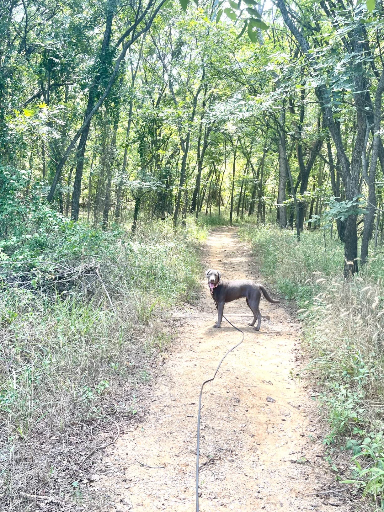 Redline K9 Biothane All Weather Long Line Black customer photo 1