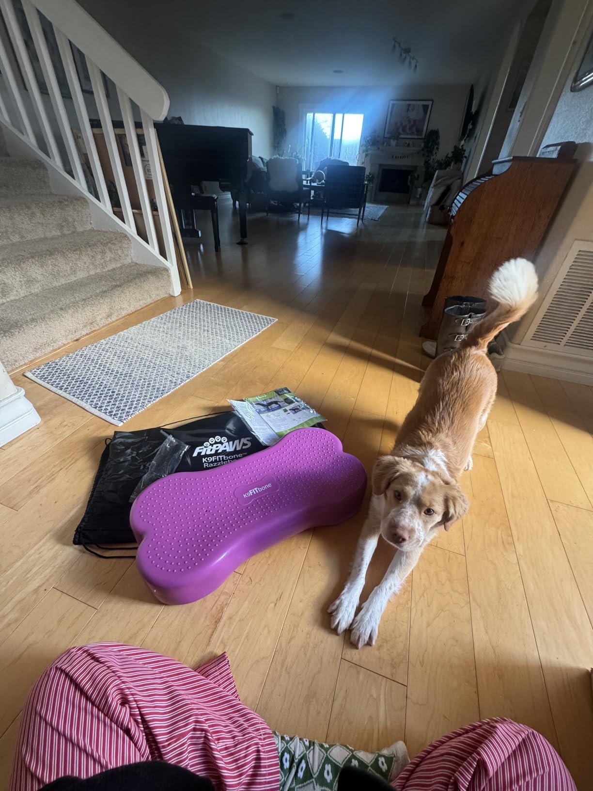 FitPAWS K9FITbone - Regular, Blue | Dog Balance Training Platform & Exercise Equipment | Workout Tool for Strength, Core & Stability customer photo 1