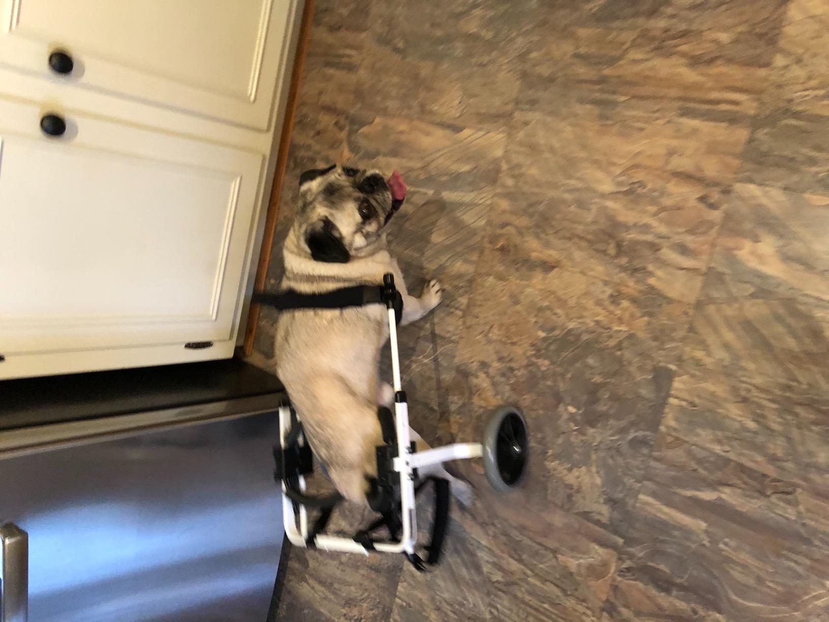 Dog Wheelchair (Small) - Made in The USA customer photo 1