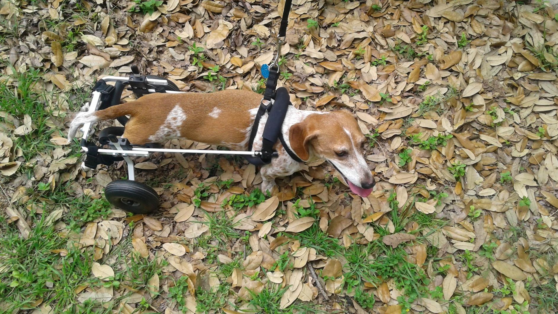 Dog Wheelchair (Small) - Made in The USA customer photo 2