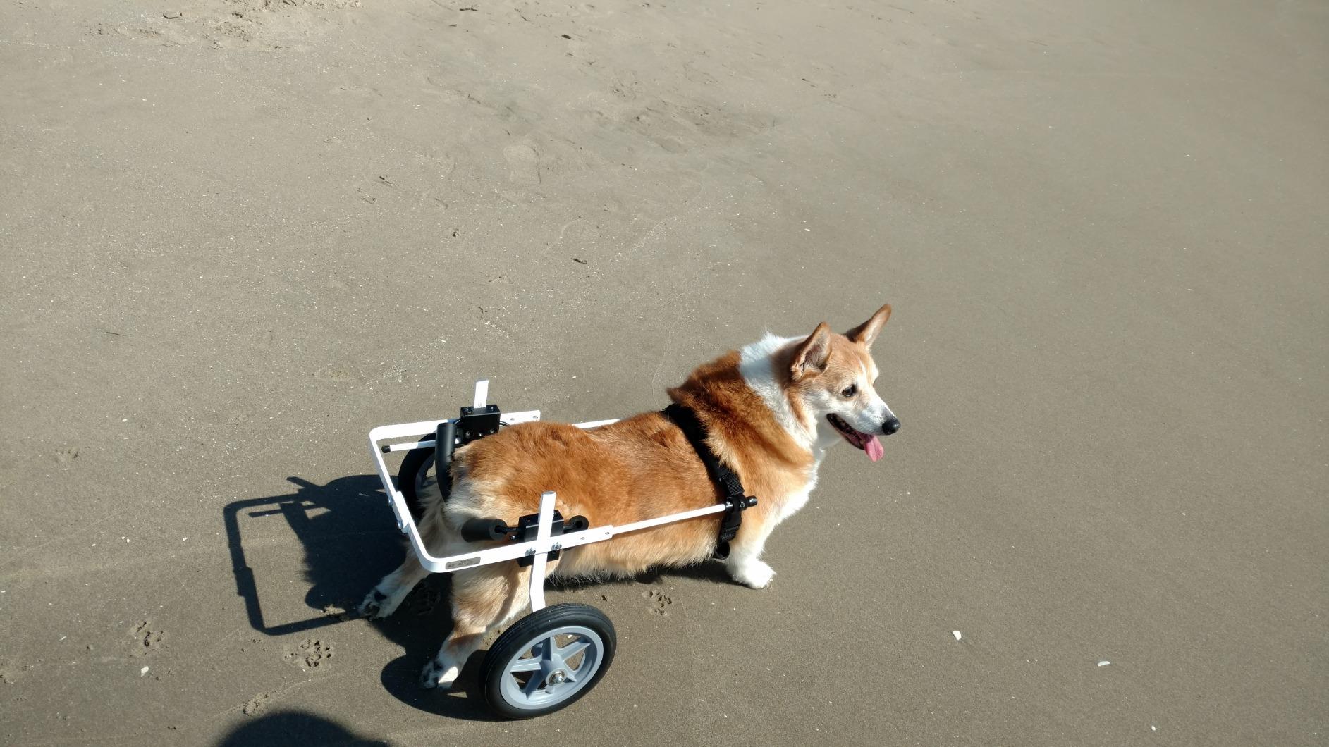 Dog Wheelchair - (Sm/Med, 26-35 lbs) - Made in the USA customer photo 1