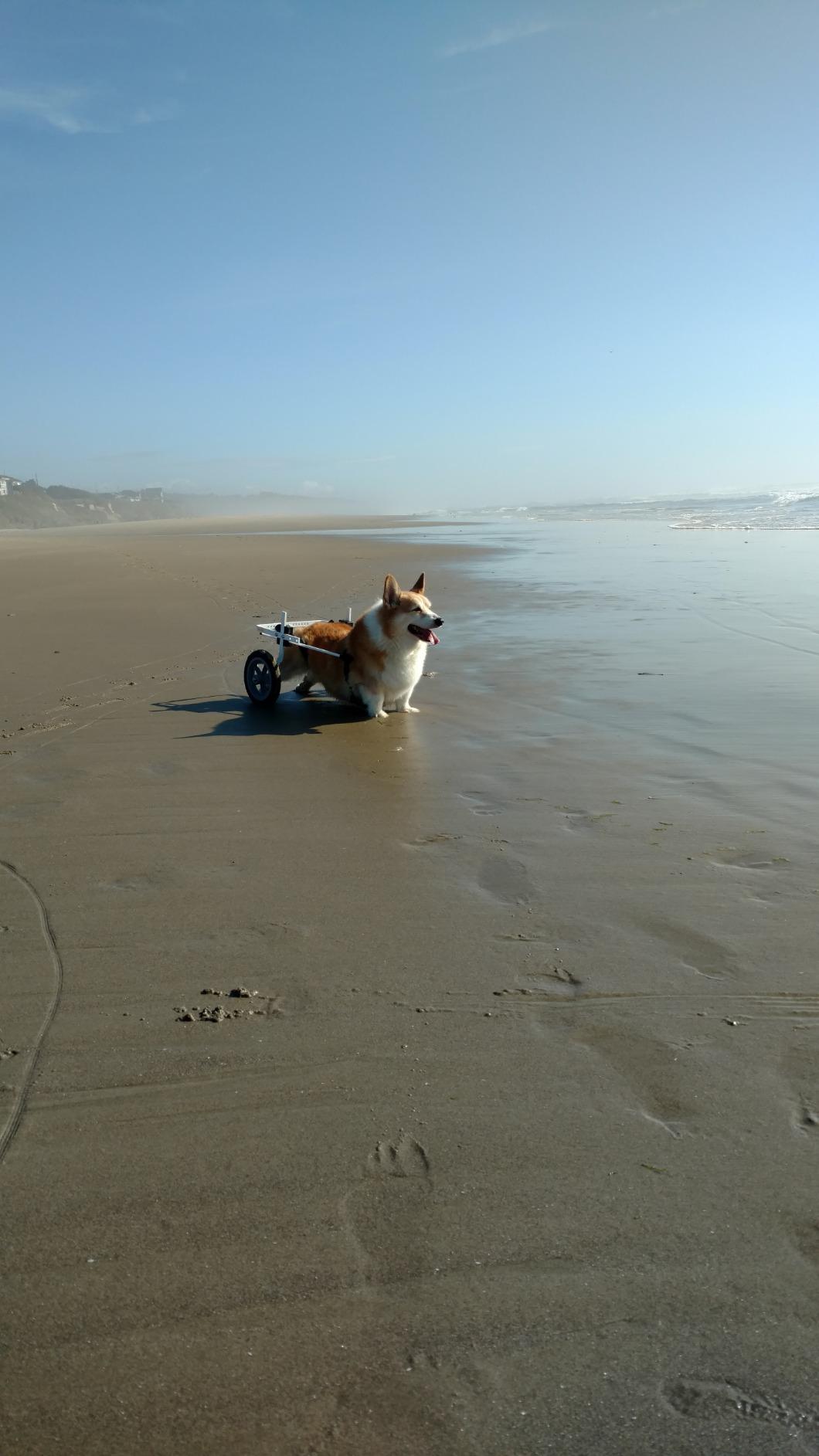 Dog Wheelchair - (Sm/Med, 26-35 lbs) - Made in the USA customer photo 2