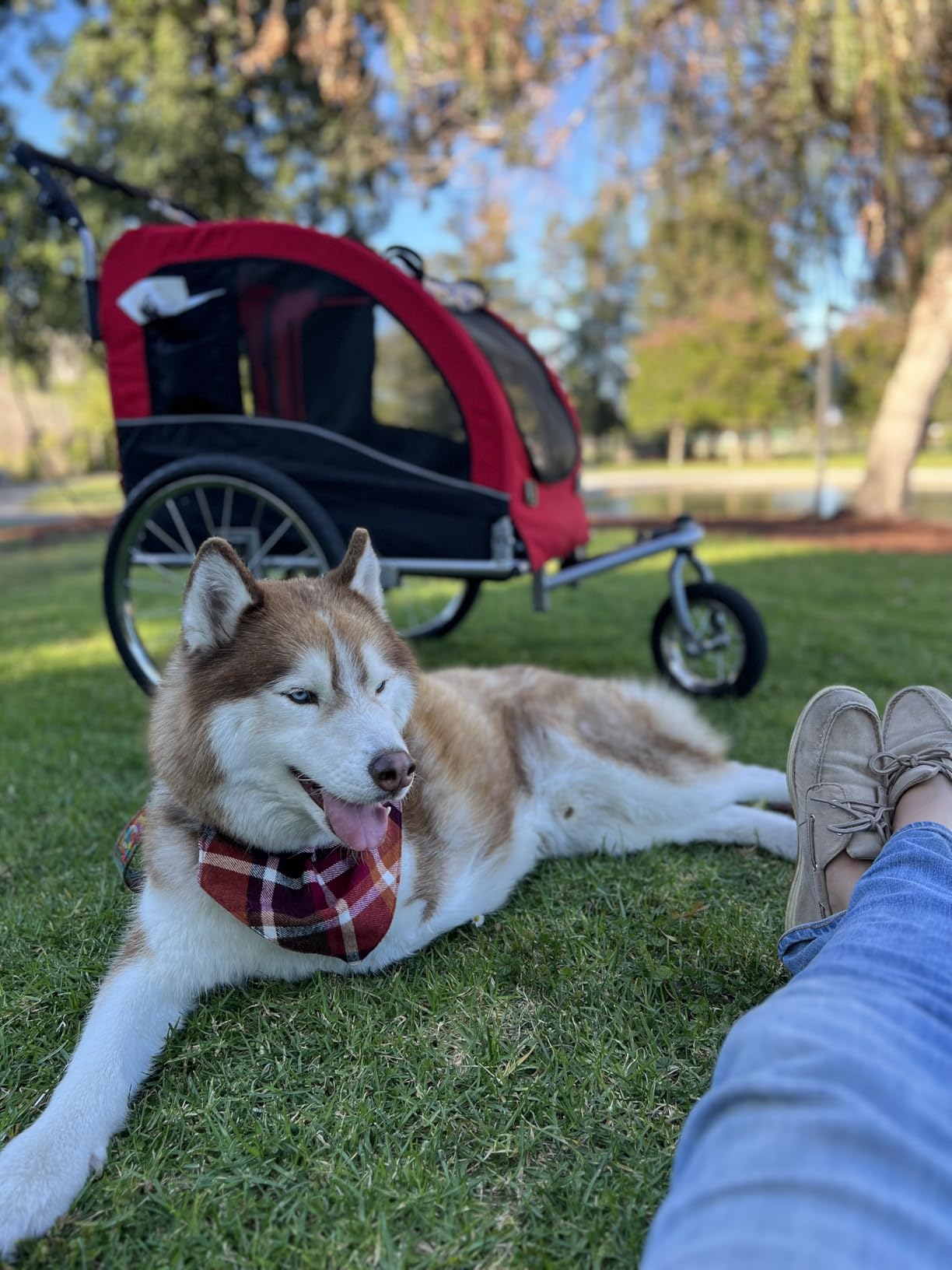 Best Choice Products 2-in-1 Dog Bike Trailer, Pet Stroller Bicycle Carrier w/Hitch, Suspension, Visibility Flag and Reflectors, 66lb Weight Capacity customer photo 2