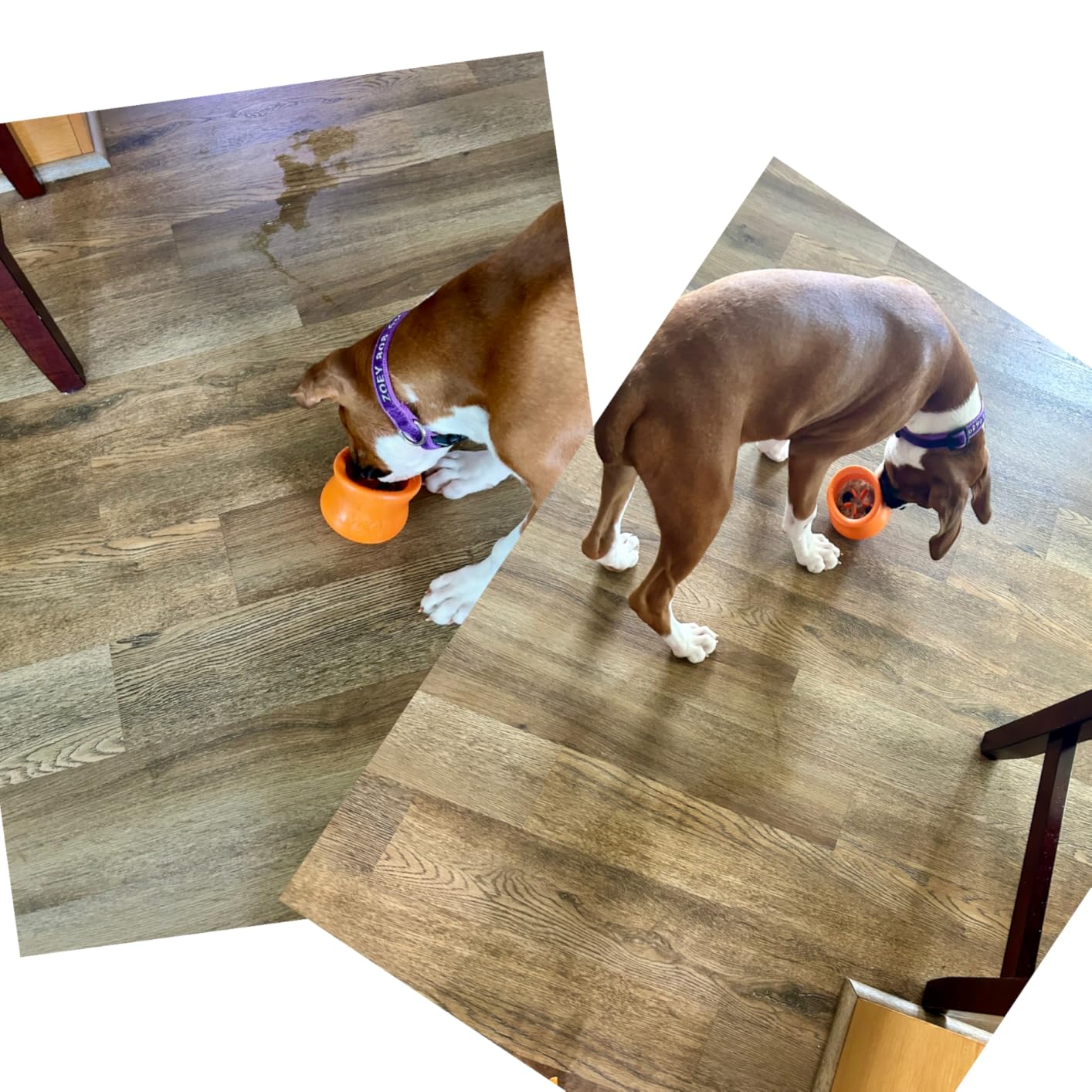 WEST PAW Zogoflex Toppl Interactive Treat Dispensing Puzzle Dog Toy for Mental Stimulation & Enrichment - Holds Kibble & Treats - Lickable, Freezable & Dishwasher Safe - Made in USA - Large - Tangerine customer photo 1