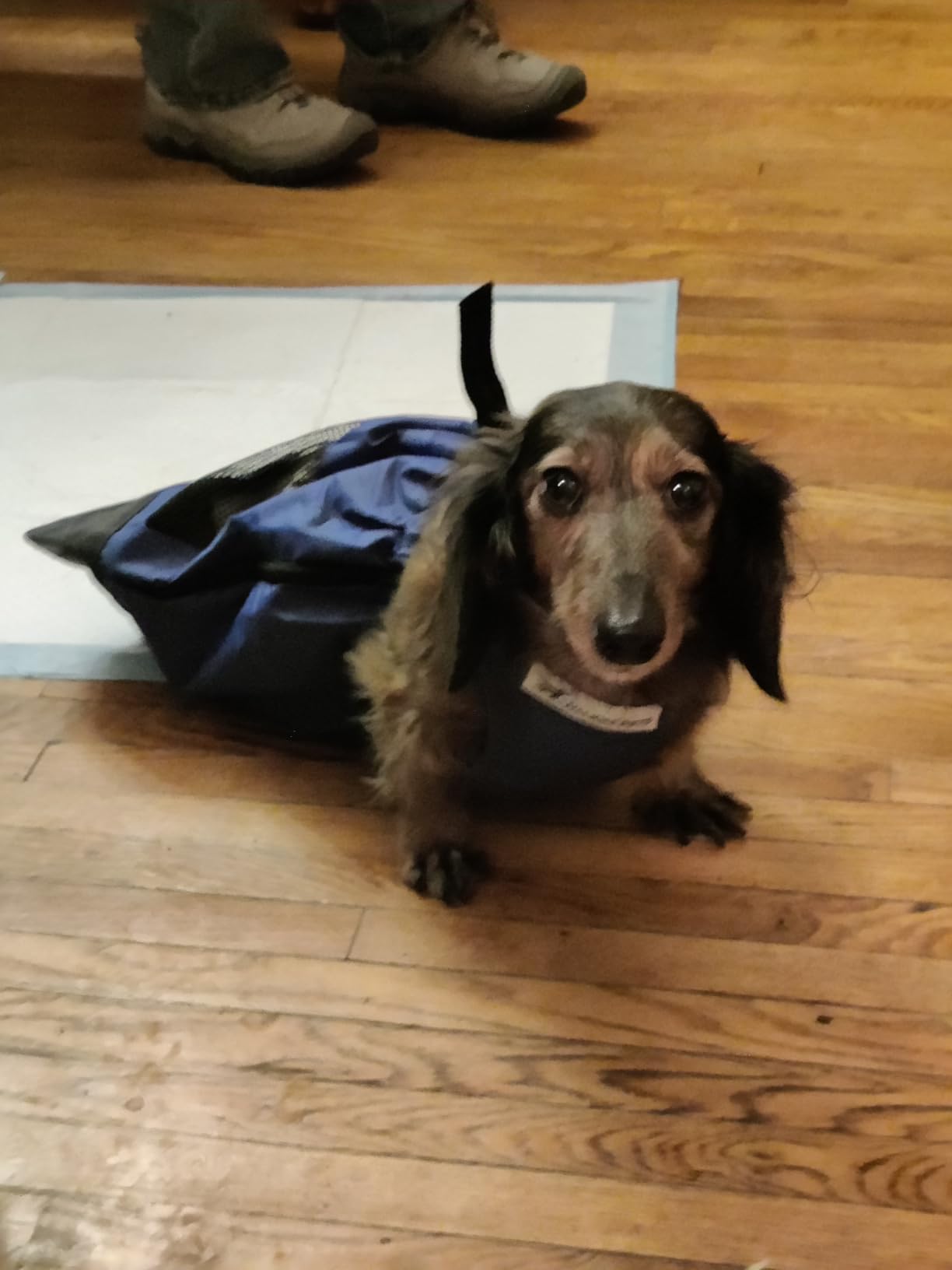 Walkin' Drag Bag - Comfortable Drag Bag for Disabled Dogs and Cats, Protects Chest and Limbs, Made with Durable Nylon customer photo 1