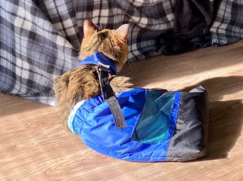 Walkin' Drag Bag - Comfortable Drag Bag for Disabled Dogs and Cats, Protects Chest and Limbs, Made with Durable Nylon customer photo 2