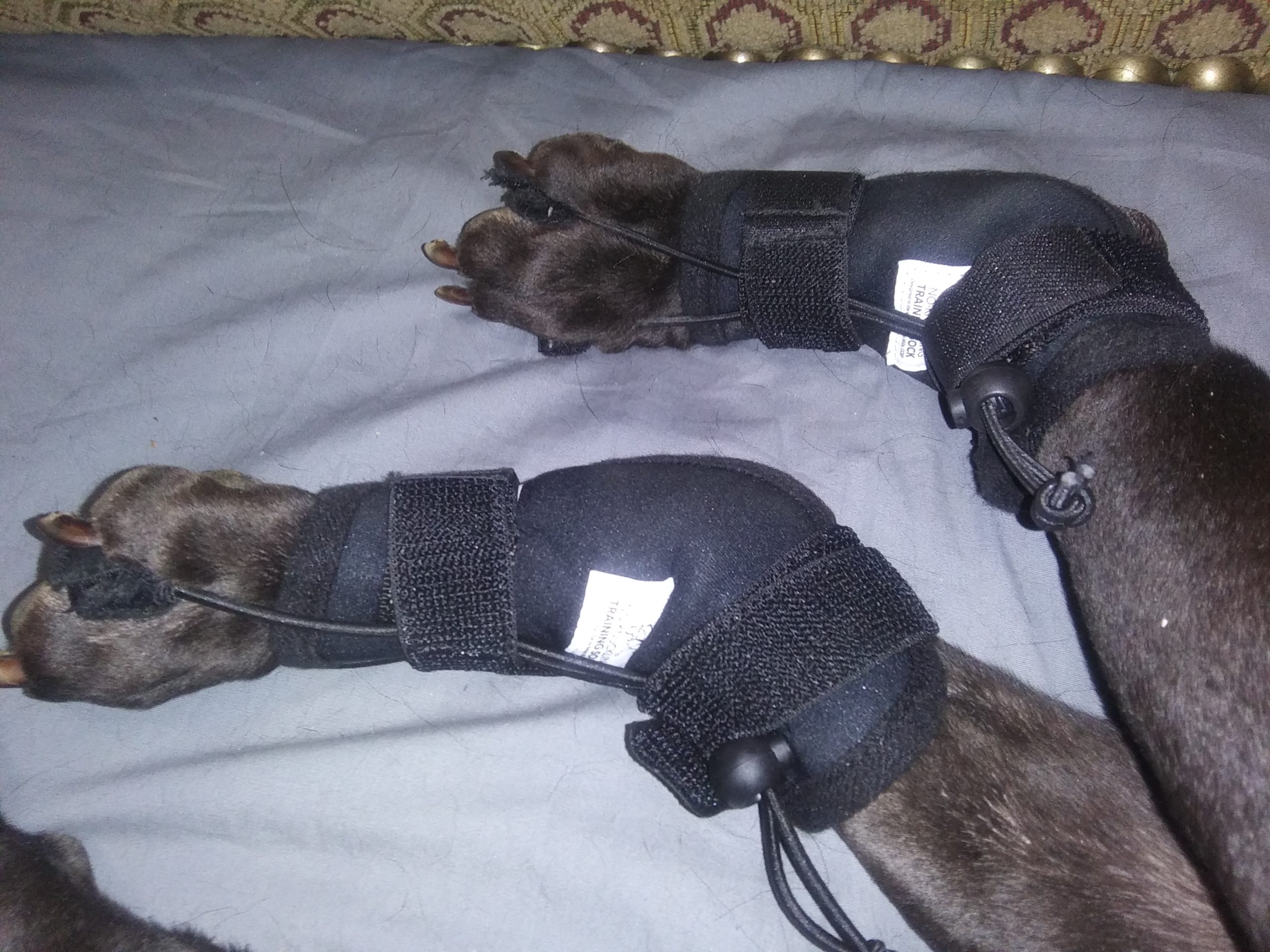 Walkin' Pets Rear No-Knuckling Training Socks for Dogs - 4 Inches, 30 lbs customer photo 2