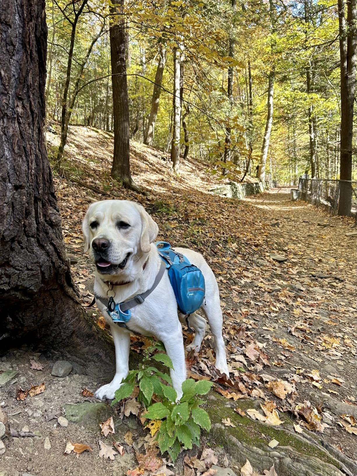 Kurgo Dog Saddlebag Backpack, Back Pack Dog Harness, Hiking Pack for Dogs, Packs for Pets to Wear, Camping & Travel Vest Harness, Reflective, Lightweight, Baxter Pack, for Medium & Large Pets customer photo 1