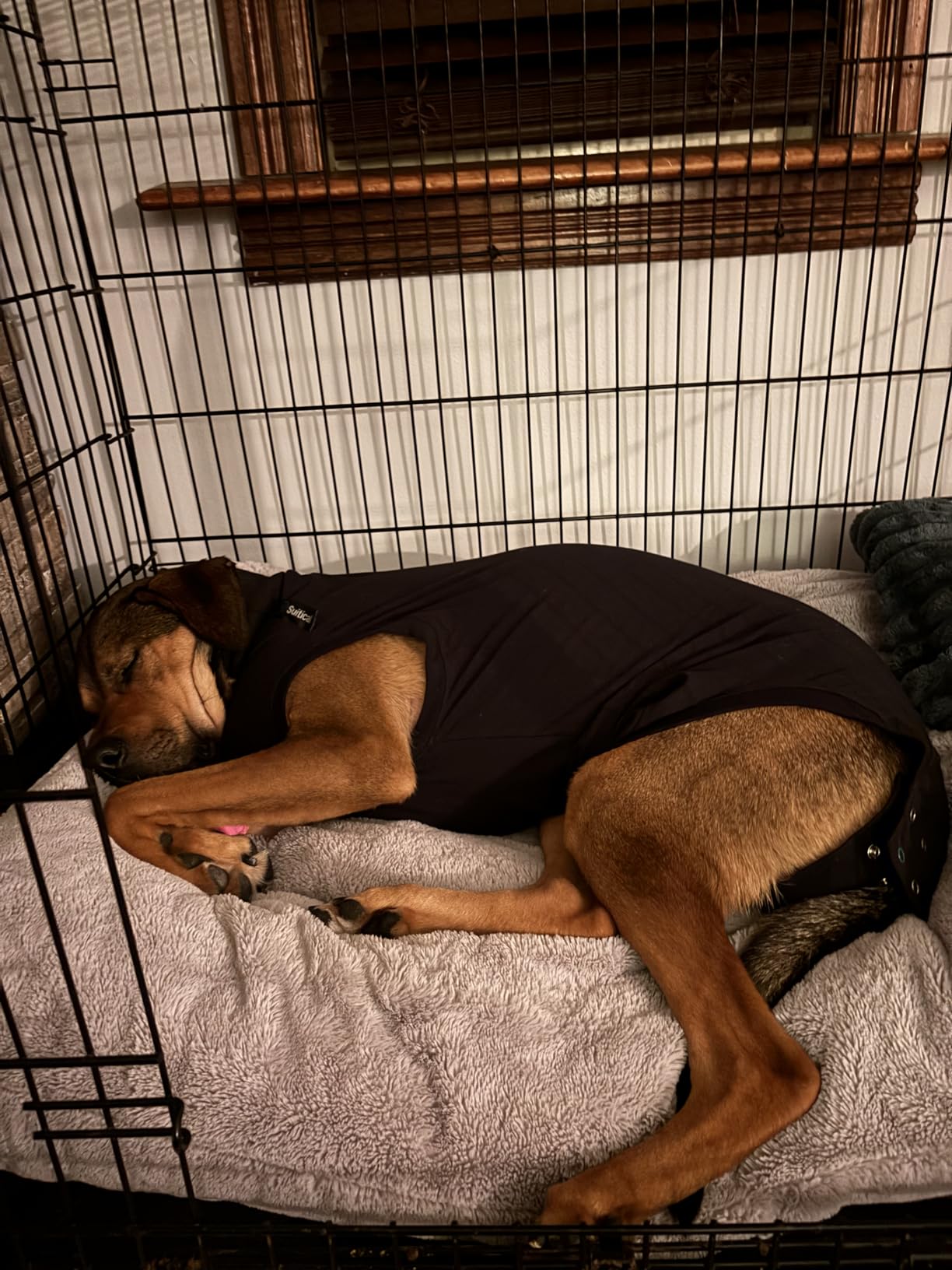 Suitical Recovery Suit for Dogs - Dog Surgery Recovery Suit with Clip-Up System - Breathable Fabric for Spay, Neuter, Incontinence - Back 24-28.3 in, Weight 48-60 lbs Medium +, Black customer photo 2