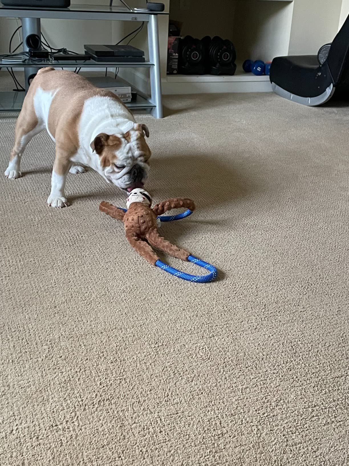 ZippyPaws RopeTugz - Durable Dog Pull Rope Toy, Interactive Tug of War for Large, Medium, & Small Dogs, Squeaky Pet Products to Keep Them Busy, Made with Heavy Duty Climbing Rope - Blue Monkey customer photo 1