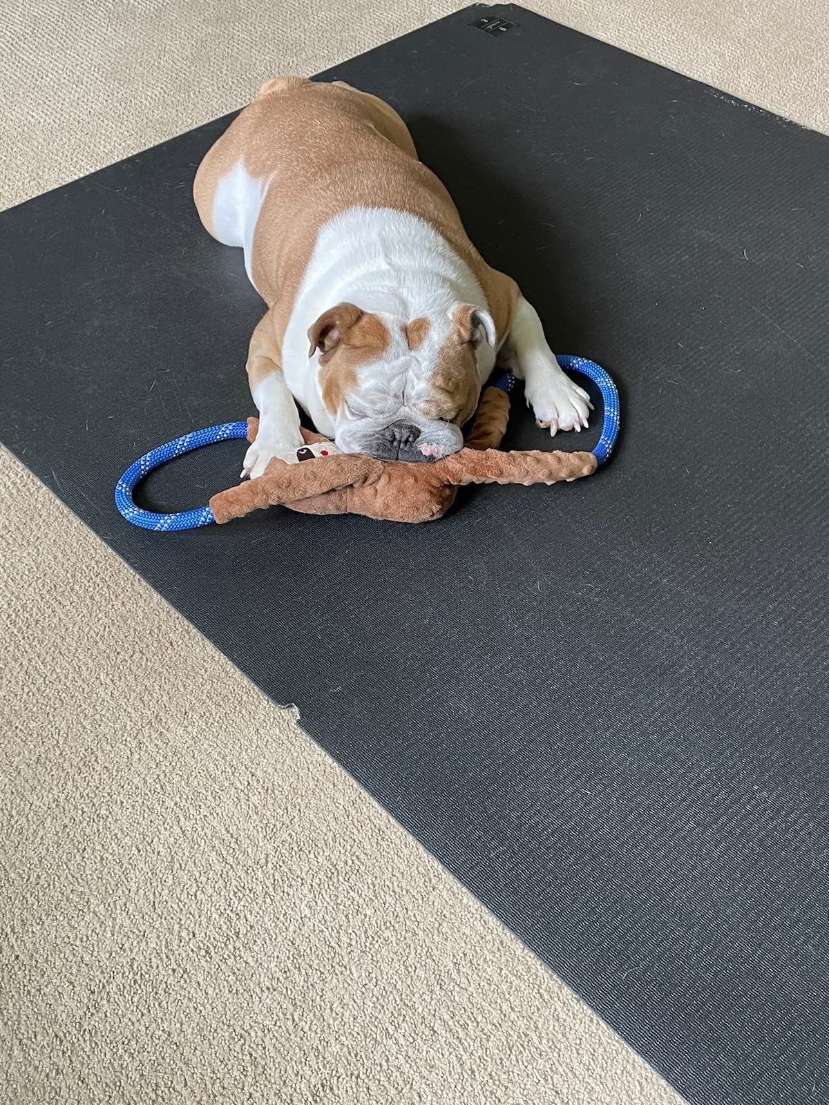 ZippyPaws RopeTugz - Durable Dog Pull Rope Toy, Interactive Tug of War for Large, Medium, & Small Dogs, Squeaky Pet Products to Keep Them Busy, Made with Heavy Duty Climbing Rope - Blue Monkey customer photo 2