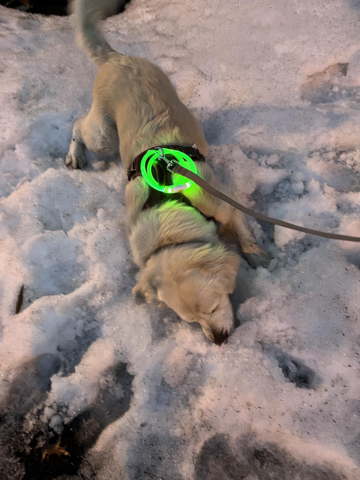Light up Dog Collar, BSEEN USB Rechargeable Flash Dog Necklace Light, Pet Safety Collar Makes Your Beloved Dogs Be Seen at Night for Small Medium Large Dogs(Blue) customer photo 1