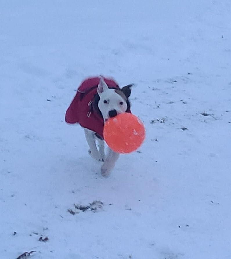 Jolly Pets Large Jolly Soccer Ball Floating-Bouncing Dog Toy; 8