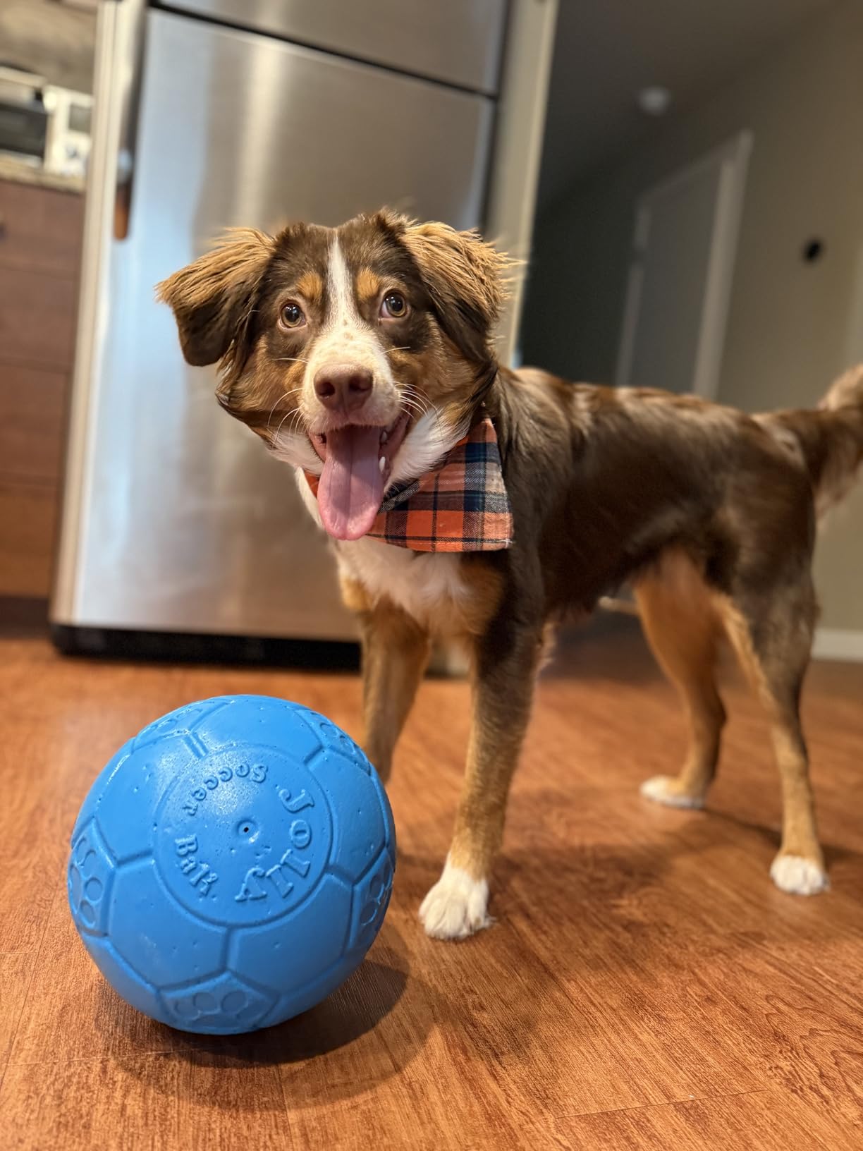 Jolly Pets Large Jolly Soccer Ball Floating-Bouncing Dog Toy; 8