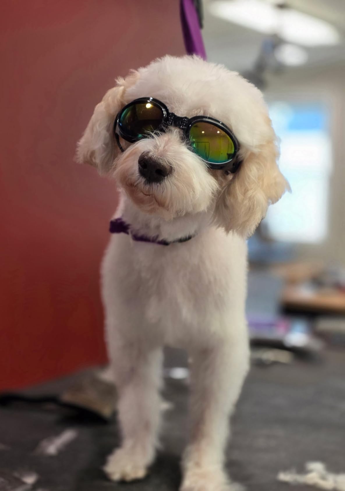 QUMY Dog Sunglasses Dog Goggles for Medium Large Breed Dogs, Wind Dust Fog Protection Eye Wear Pet Glasses with Adjustable Strap for Motorcycle Car Driving Bike Riding Hiking Swimming Over 15lbs Black customer photo 2