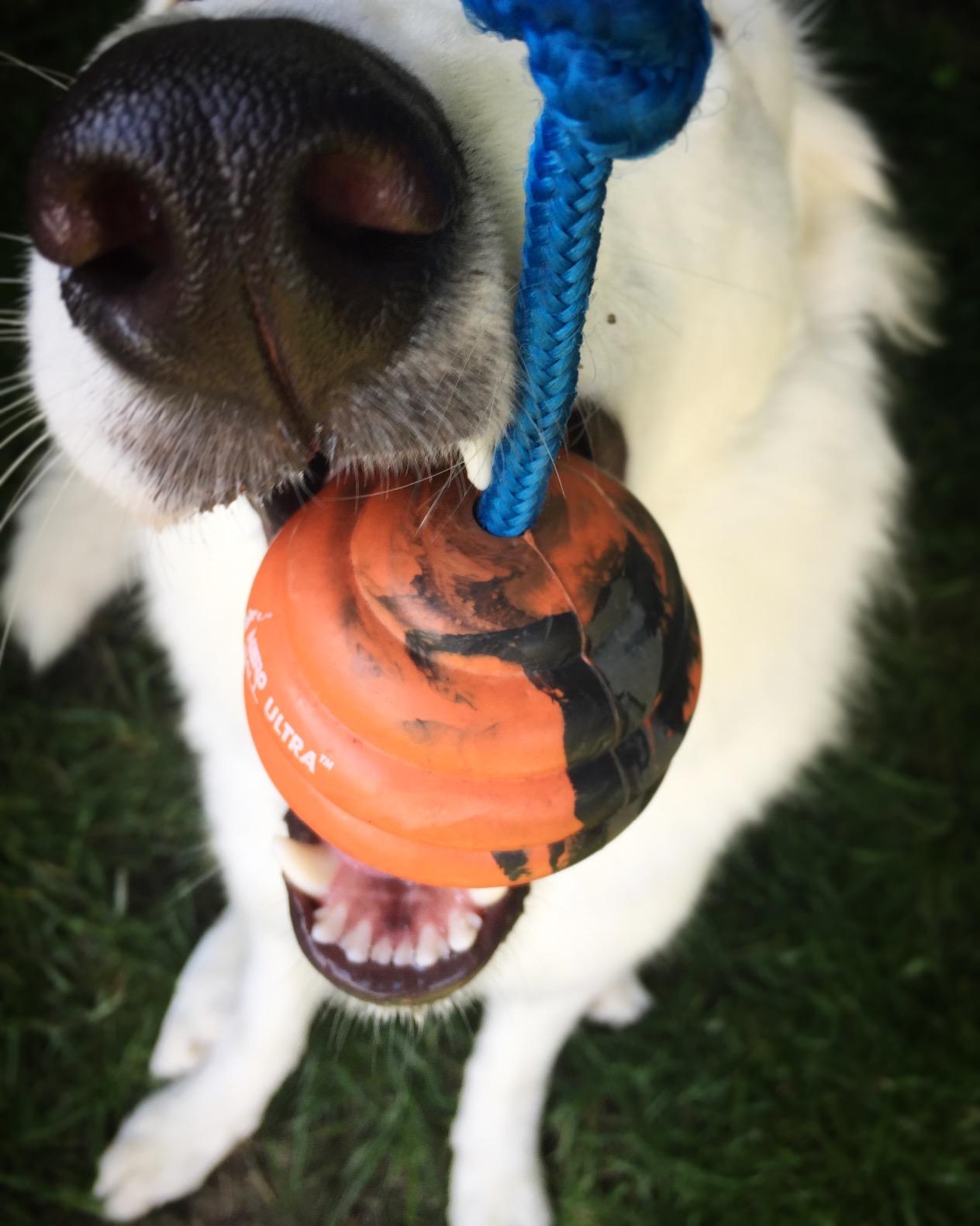 Nero Ball Pro K-9 Dog Training Ball on Rope - 2.75