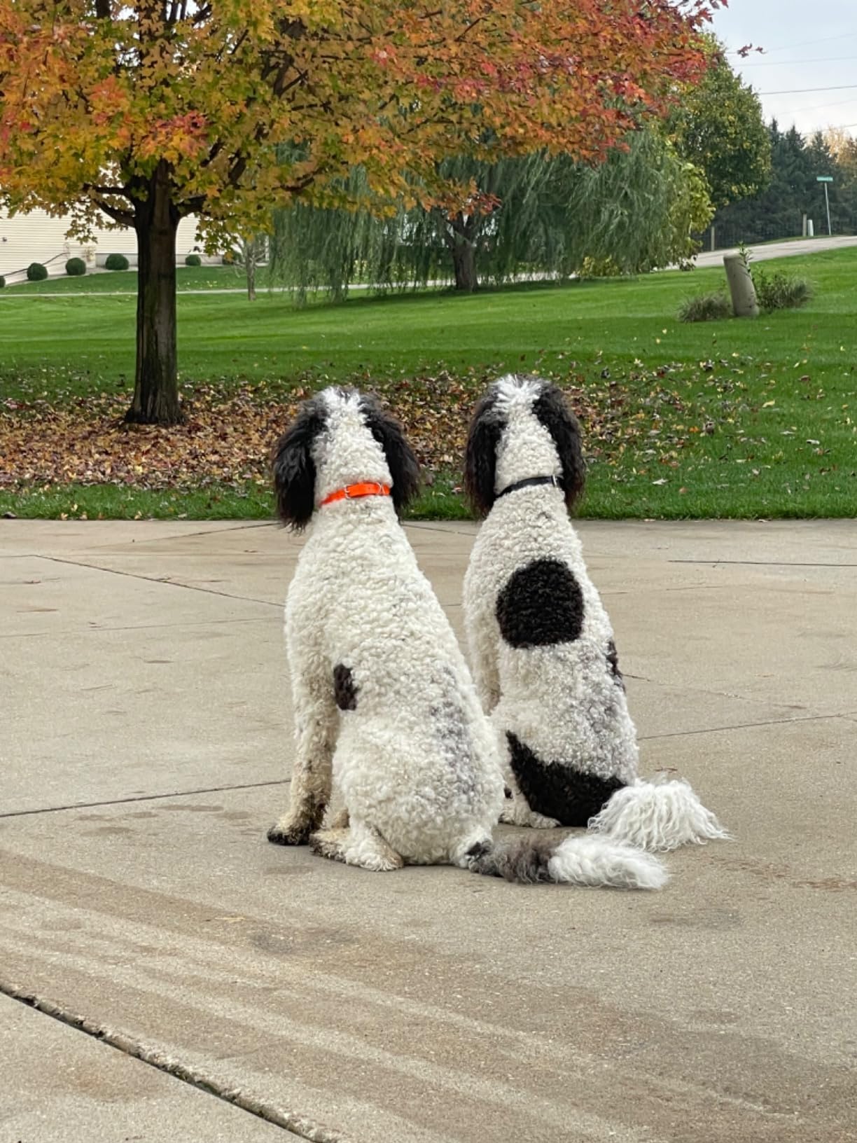 Dogtra 200C Waterproof 1/2-Mile One-Handed Operation Remote Training Dog E-Collar customer photo 2
