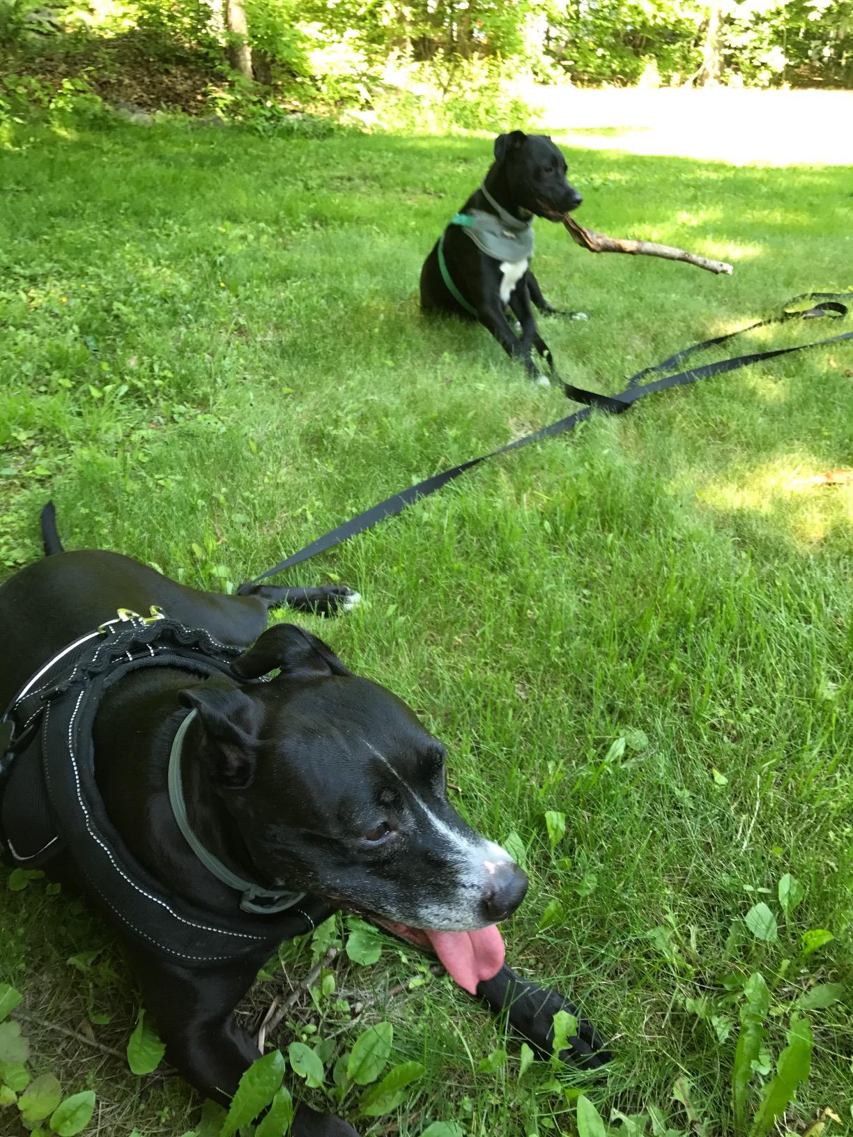 Leash Boss Free Range - Long Dog Leash for Large Dogs + Drawstring Backpack - 1 Inch Nylon Training Lead with Padded Handle (Black) (100 Ft) customer photo 1