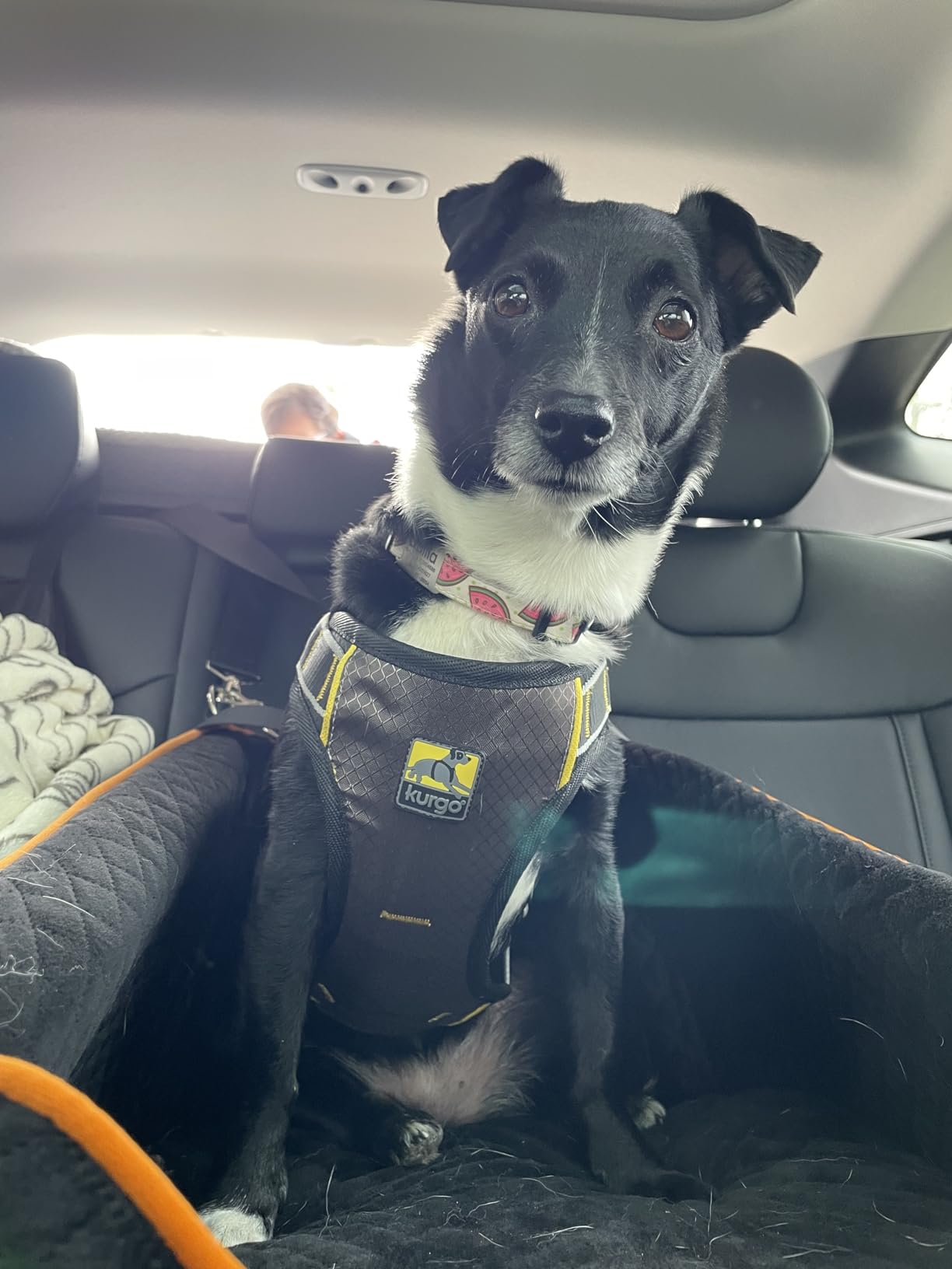 Kurgo Impact Dog Car Harness - Crash Tested Pet Harness - Premium Dog Car Safety - Padded Chest Support - Tubular Webbing Construction - High Strength Steel Buckles - X-Large customer photo 2