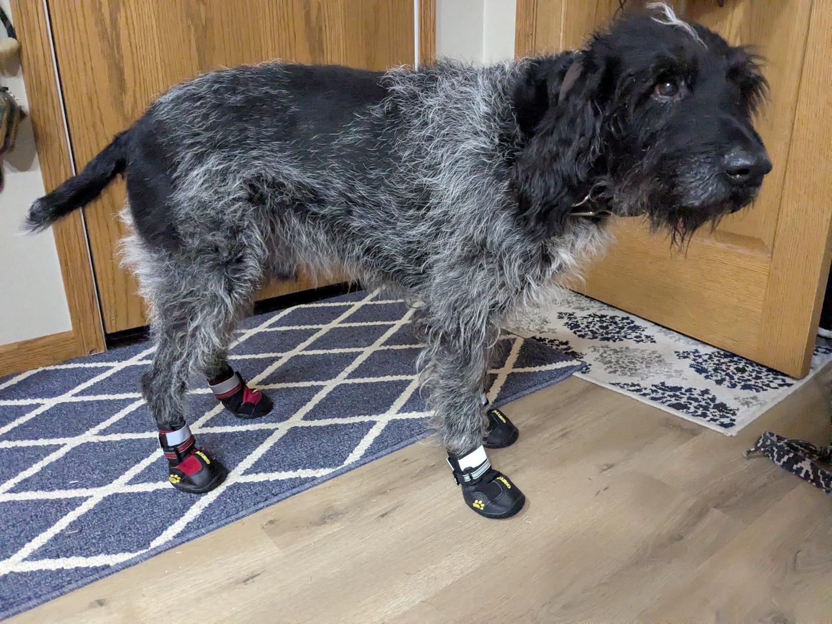 QUMY Dog Shoes for Large Dogs - Medium Dog Boots & Paw Protectors for Winter Snowy Day, Summer Hot Pavement, Water-Resistant, Skid-Resistant Sole customer photo 2