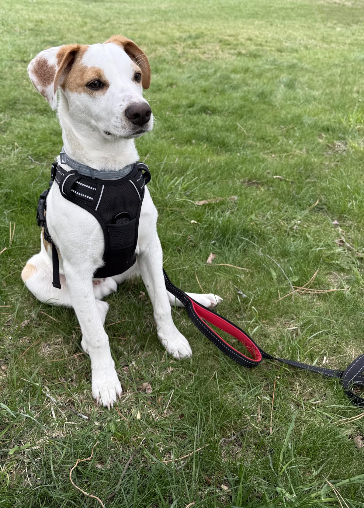 rabbitgoo Dog Harness No Pull with 2 Leash Clips, Adjustable Soft Padded, Reflective Oxford No Choke Pet Vest with Easy Control Handle for Large Dogs, Black, L customer photo 1