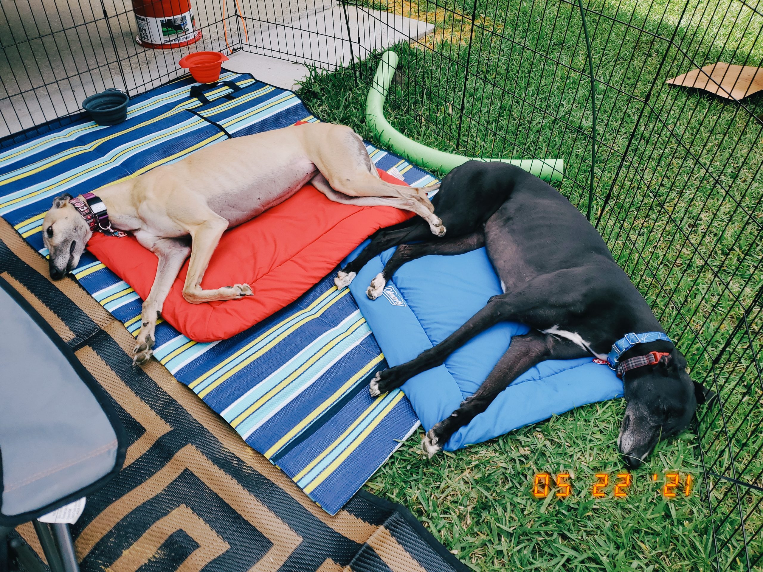 Coleman Large Dog Bed for Travel, Roll Up Foldable Packable Pet Mat Travel Beds customer photo 1