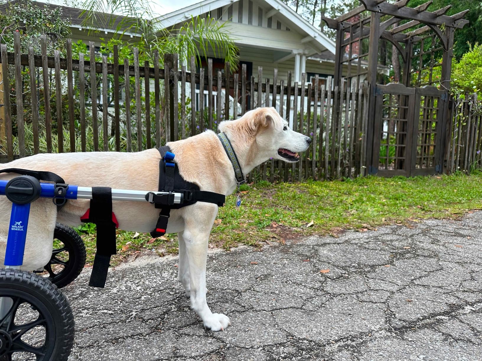 Walkin' Wheels Dog Wheelchair - for Med/Large Dogs 50-69 lbs - Veterinarian Approved - Dog Wheelchair for Back Legs customer photo 1