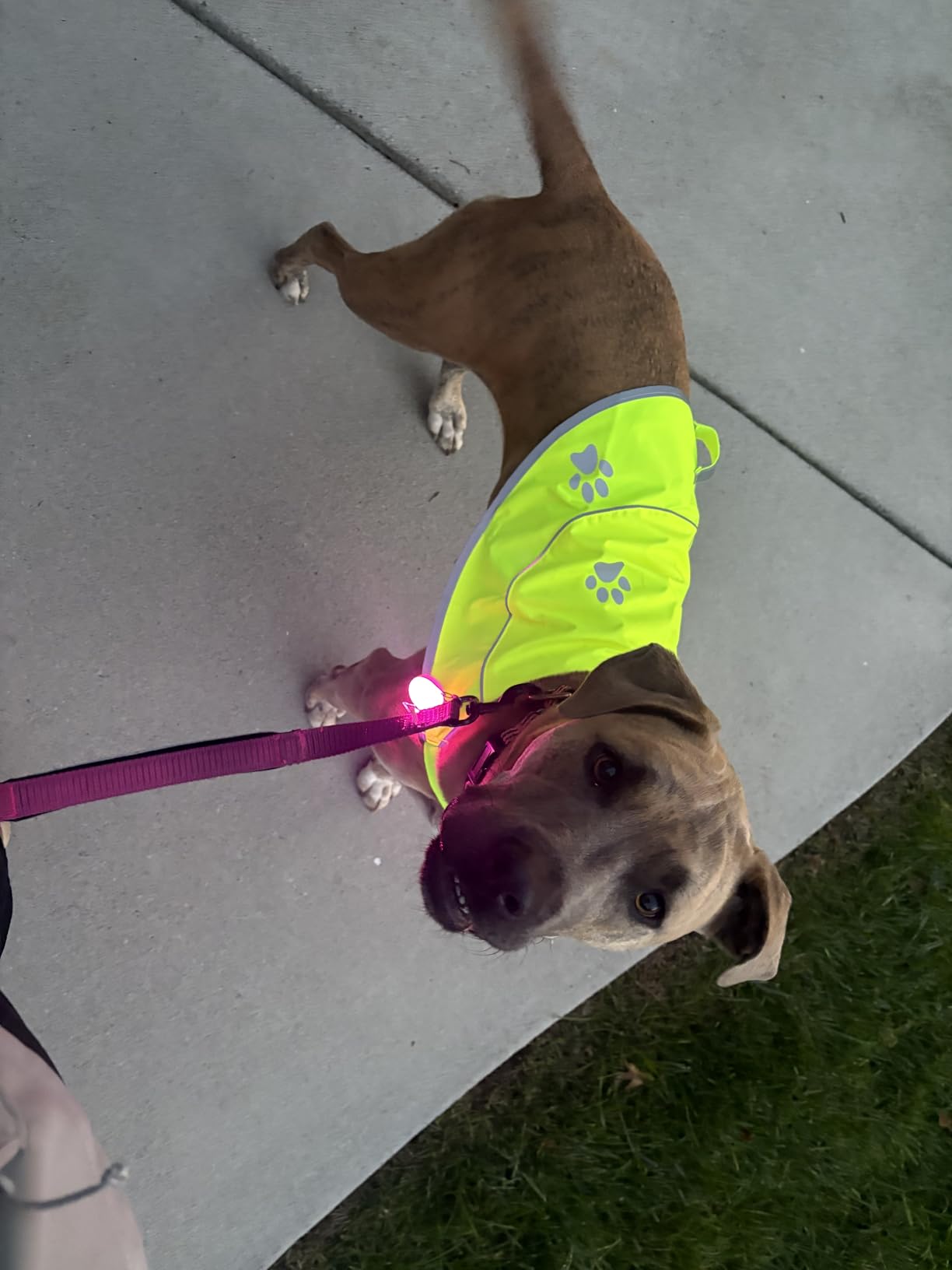 Dog Reflective Vest - Comfortable Jacket Safety Hunting, High Visibility for Dogs with Elastic Straps and Clasp Closure- Orange, Large customer photo 1