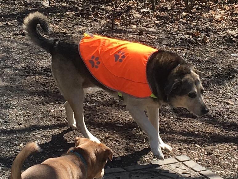 Dog Reflective Vest - Comfortable Jacket Safety Hunting, High Visibility for Dogs with Elastic Straps and Clasp Closure- Orange, Large customer photo 2