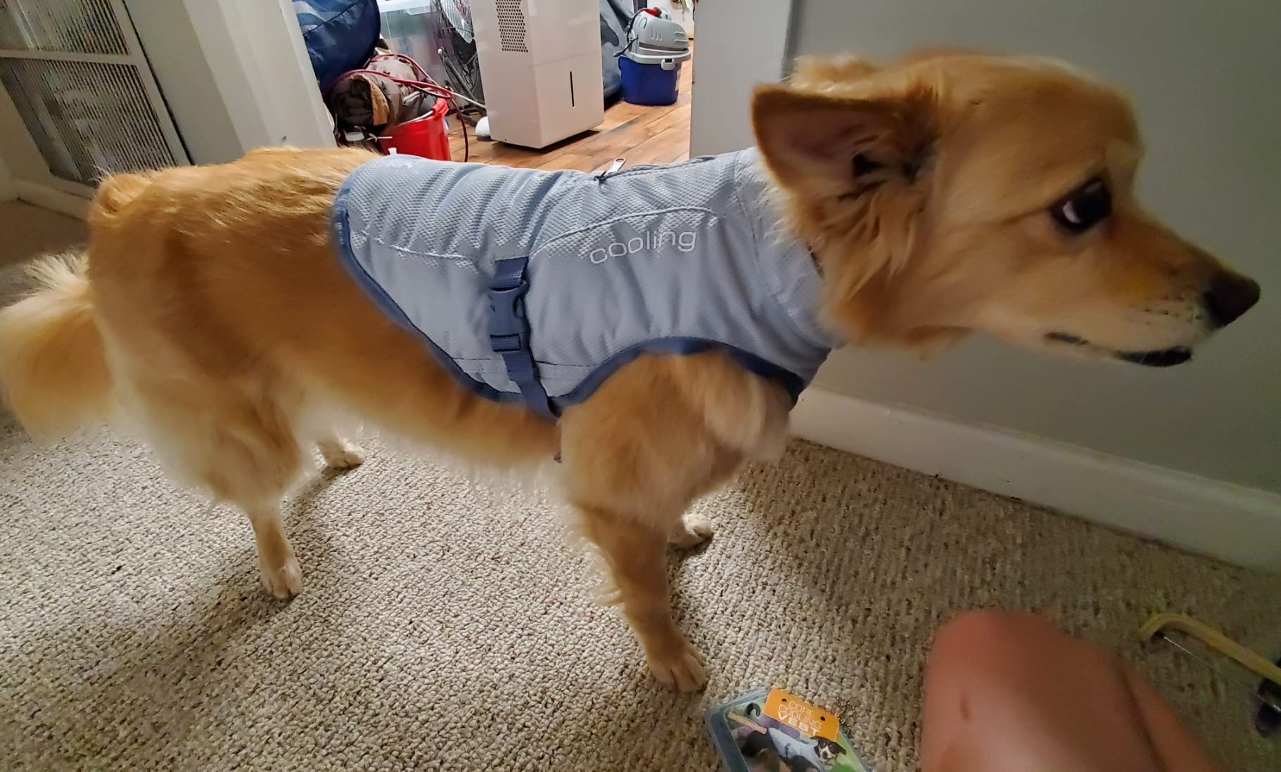Kurgo Dog Core Cooling Vest - Summer Cooling Jacket - Evaporative Cooling Coat - Harness-Compatible - Reflective Accents - Grey - Medium customer photo 1