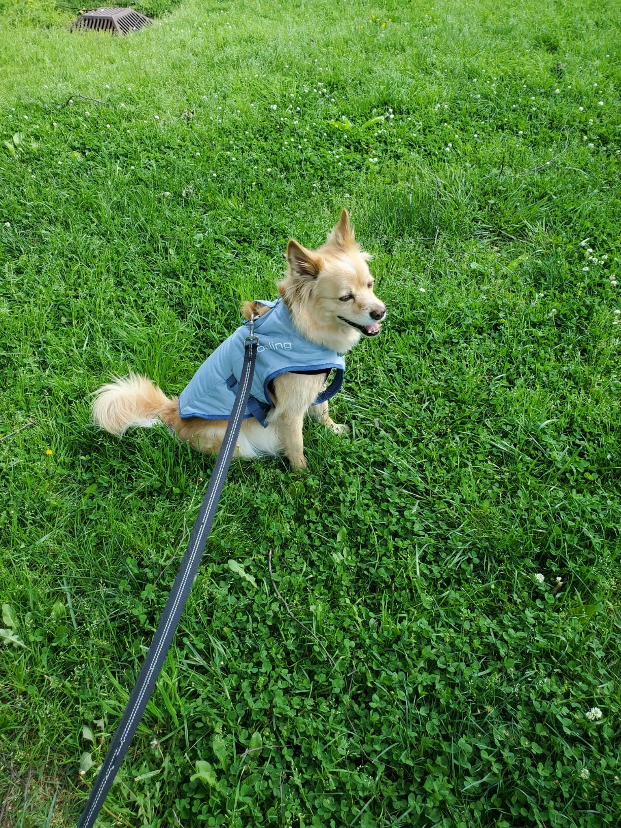 Kurgo Dog Core Cooling Vest - Summer Cooling Jacket - Evaporative Cooling Coat - Harness-Compatible - Reflective Accents - Grey - Medium customer photo 2