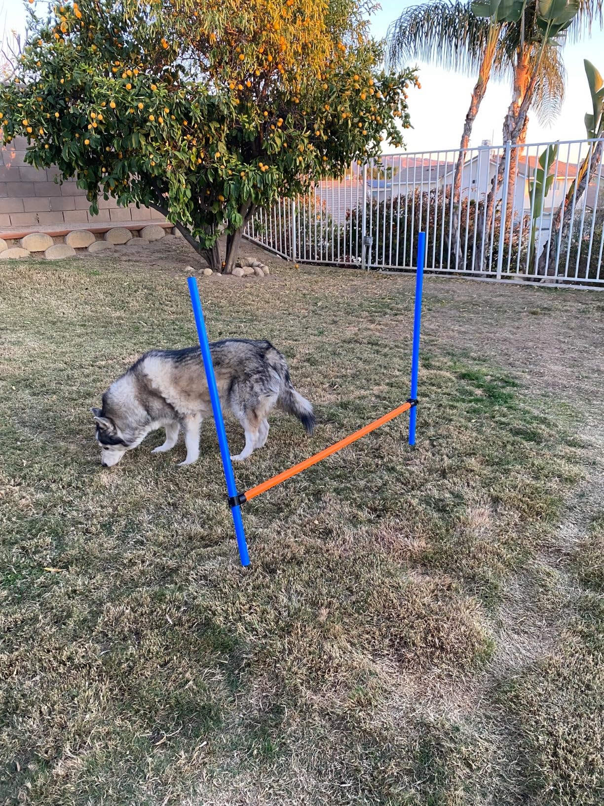 PAWISE Dog Agility Training Equipment,Pet Training Hurdles & Weave Poles Set with Adjustable Jump Bar,Outdoor Dog Obstacle Course for Backyard Exercise customer photo 2