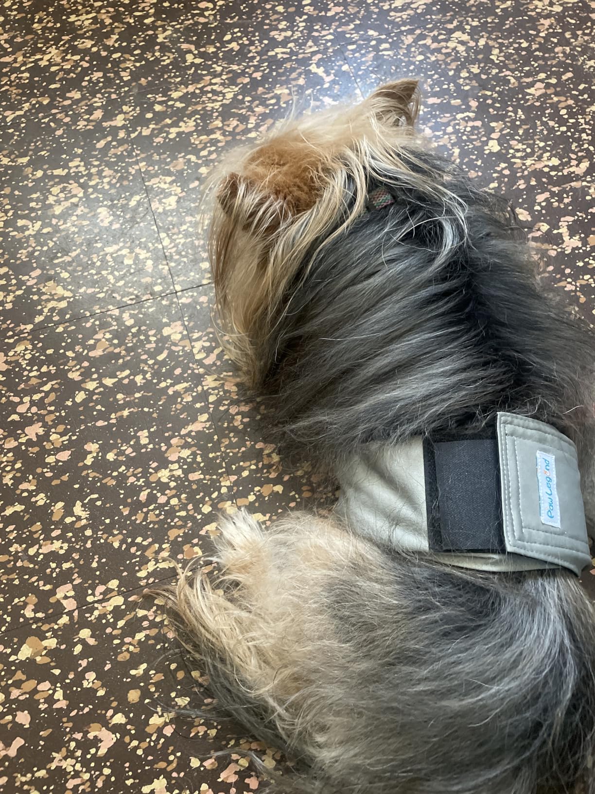 Paw Legend Washable Dog Belly Band Wrap Diapers for Male Dog | High Absorbing Puppy & Doggy Diapers Male customer photo 1