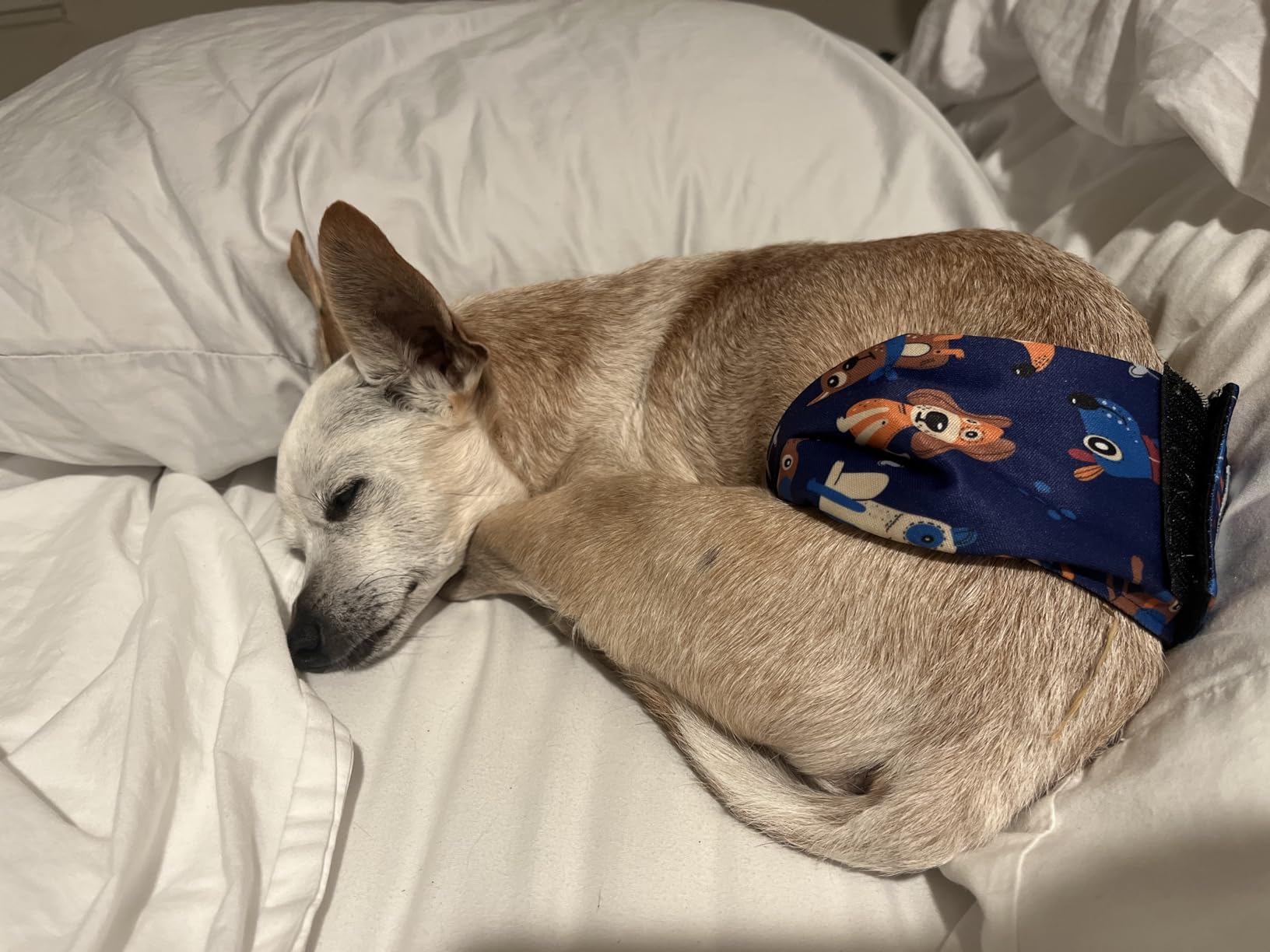 Paw Legend Washable Dog Belly Band Wrap Diapers for Male Dog | High Absorbing Puppy & Doggy Diapers Male customer photo 2
