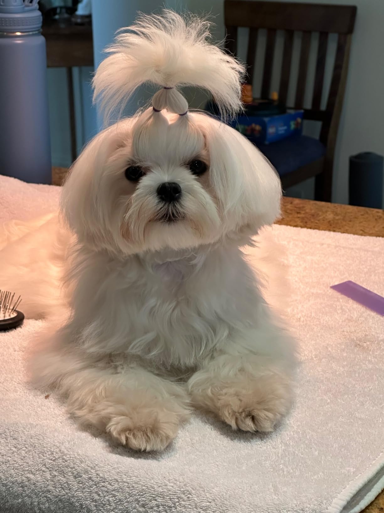 DUZ V2 Super Quiet Hands-Free Pet Dryer: Low-Noise Dog Dryer for Grooming, Reduces Labor & Stress, Ideal for Small Dogs and Cats, 1-Year Warranty customer photo 1