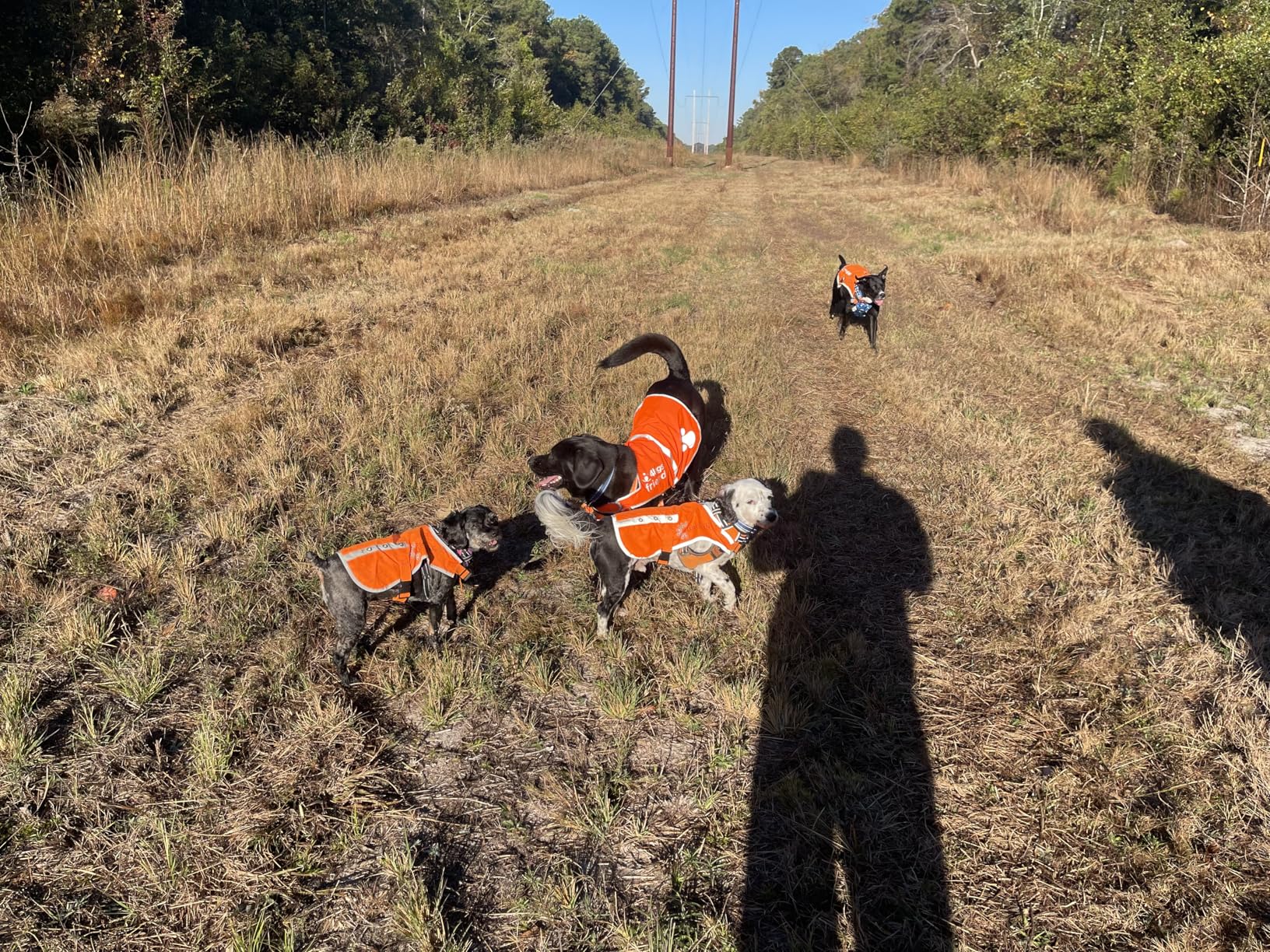 Reflective Dog Vest. Hi-Visibility, Blaze Orange Oxford 300D Waterproof Dog Vest Helps Protect Your Best Friend. Safeguard Your PUP from Motorists & Hunting Accidents, On or Off Leash customer photo 2