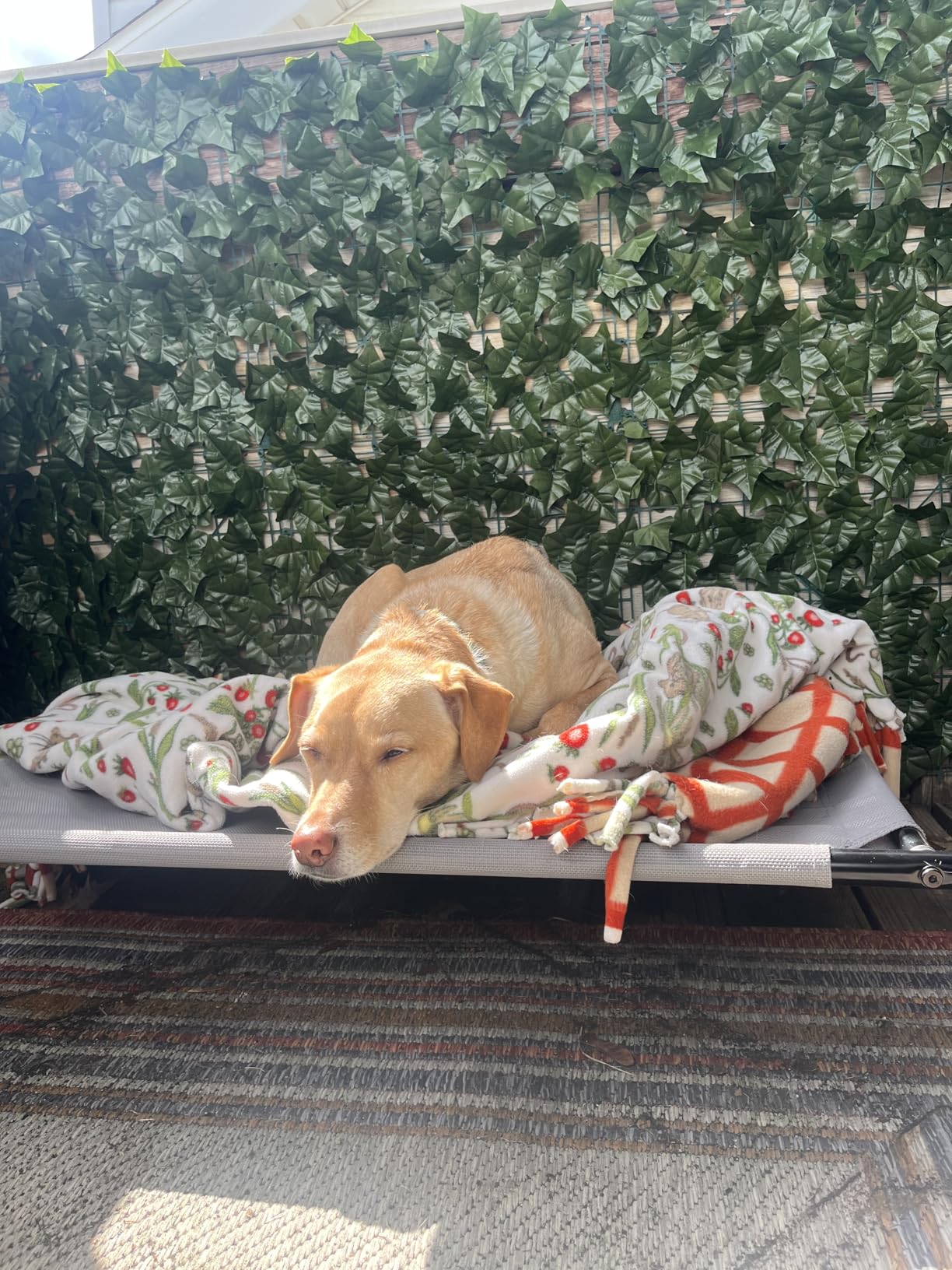 Amazon Basics Cooling Breathable Elevated Dog Bed with Metal Frame for Large Dogs, 51