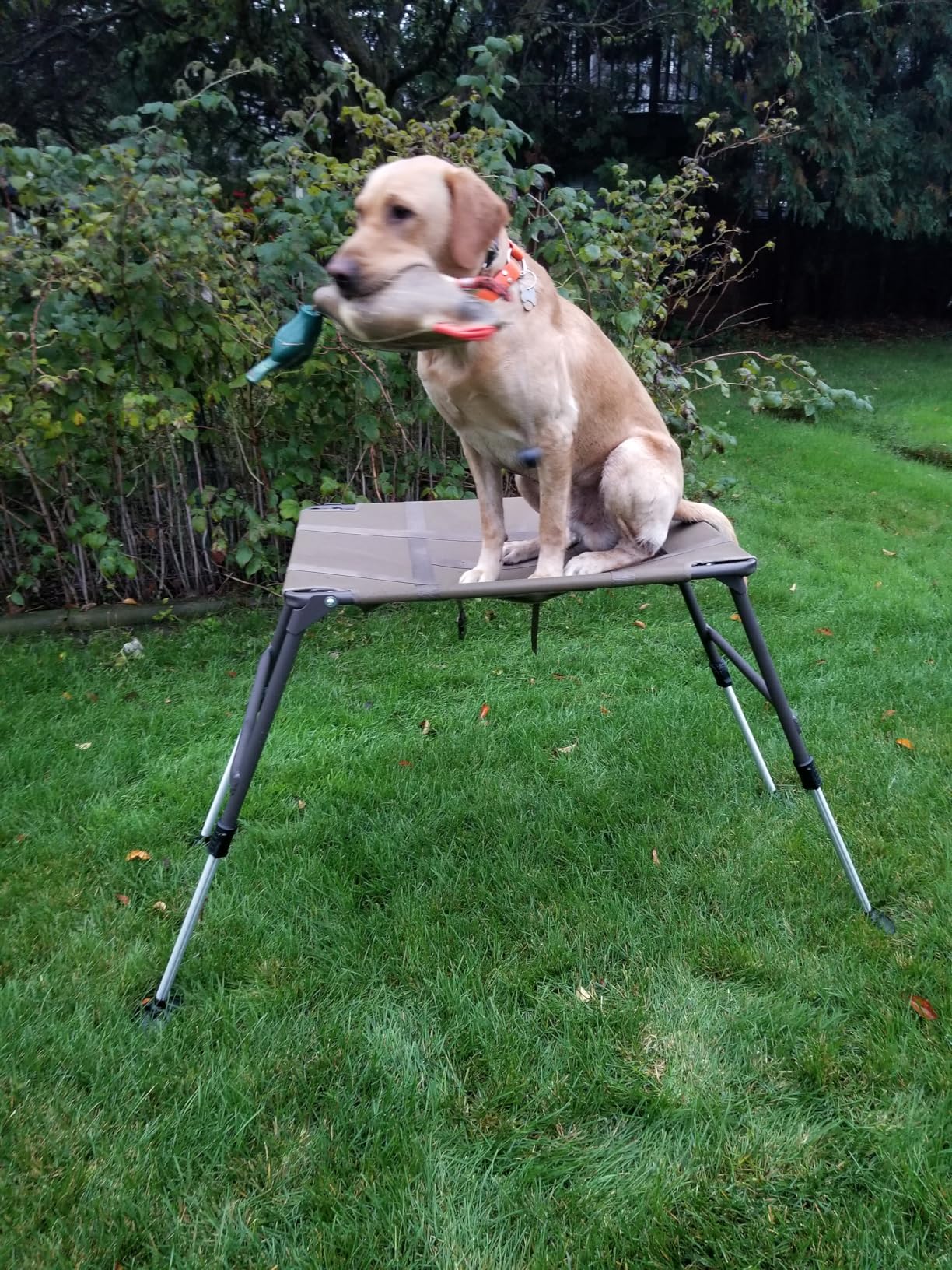 Momarsh Final Stand Dog Adjustable Training Platform & Storage Panel | Hunting Stand | Elevated Pet System for Place, Agility & Steadiness | Dog Trainer System | Mesh Bottom Mud Feet | 150lb Capacity customer photo 1