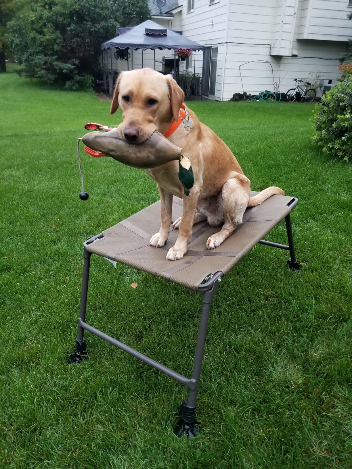 Momarsh Final Stand Dog Adjustable Training Platform & Storage Panel | Hunting Stand | Elevated Pet System for Place, Agility & Steadiness | Dog Trainer System | Mesh Bottom Mud Feet | 150lb Capacity customer photo 2