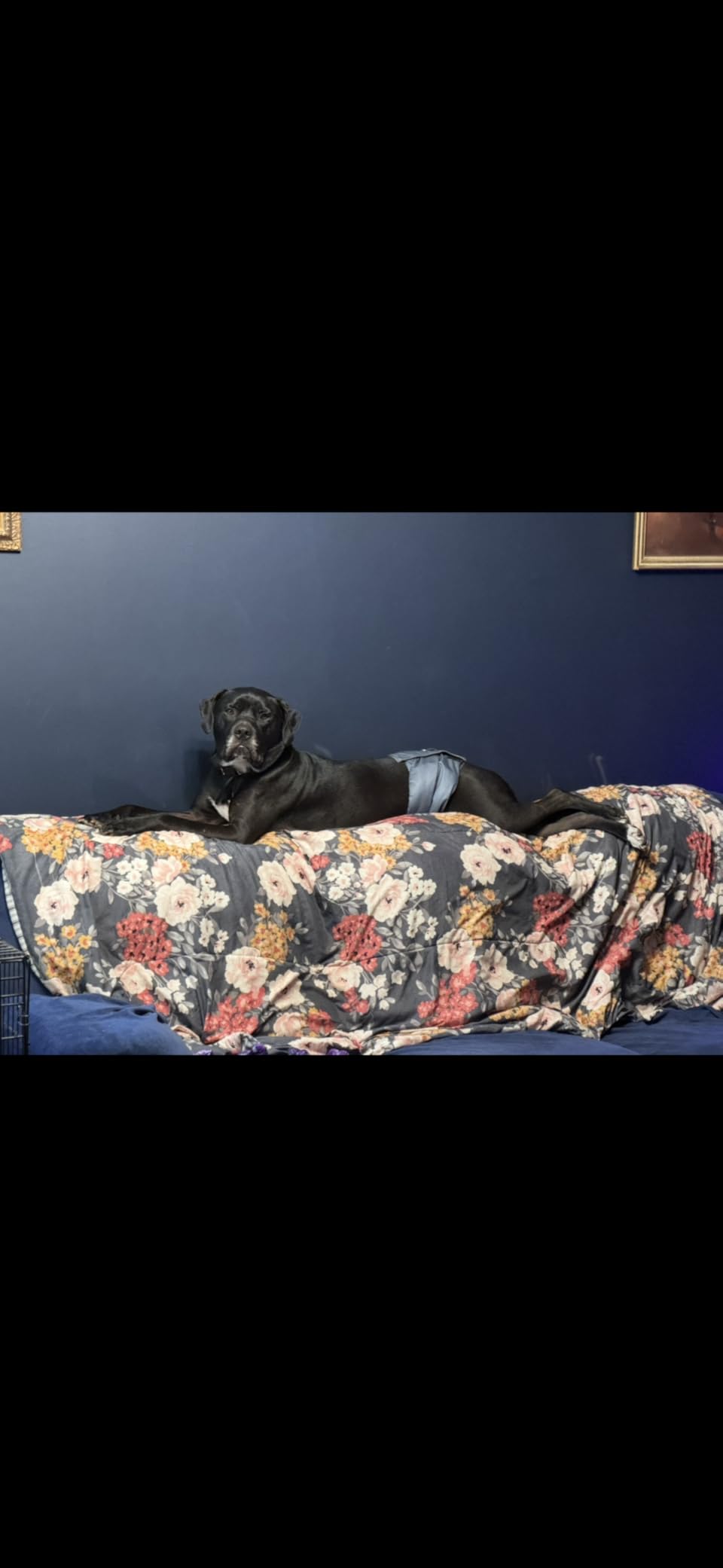 Wegreeco Washable Male Dog Belly Band - Pack of 3 - Washable Male Dog Belly Wrap customer photo 1