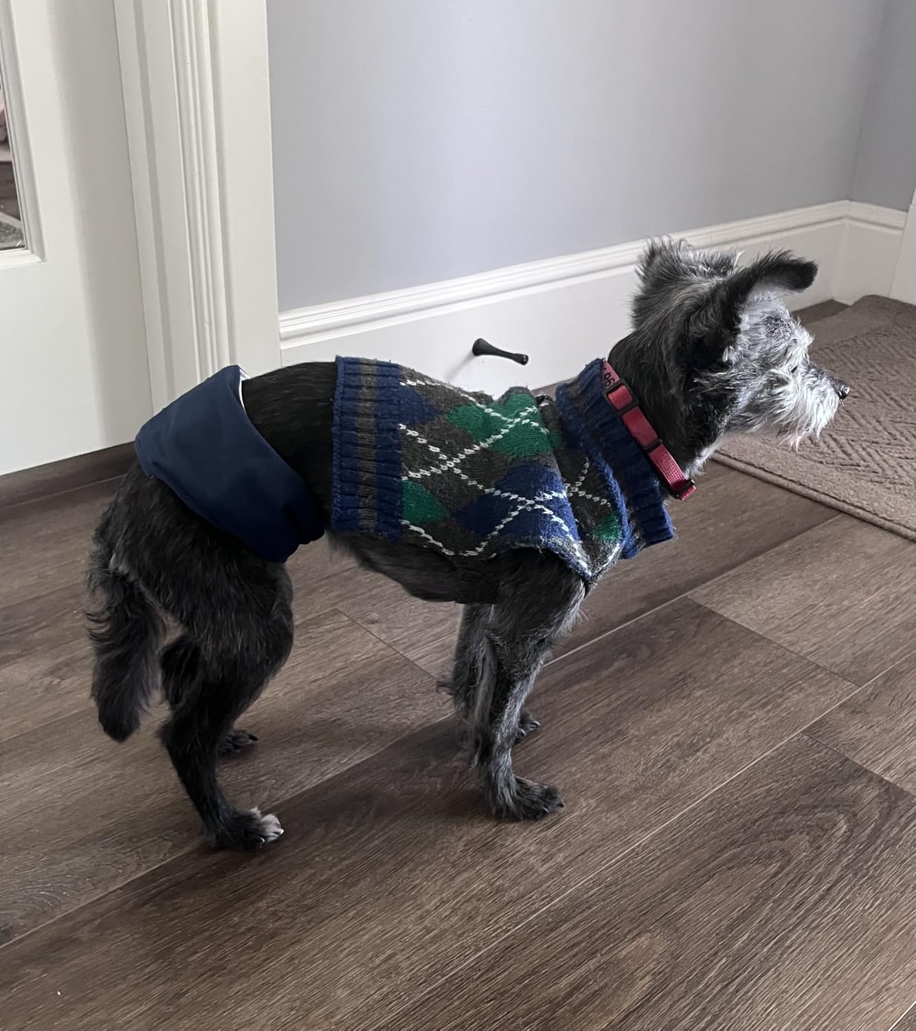 Wegreeco Washable Male Dog Belly Band - Pack of 3 - Washable Male Dog Belly Wrap customer photo 2