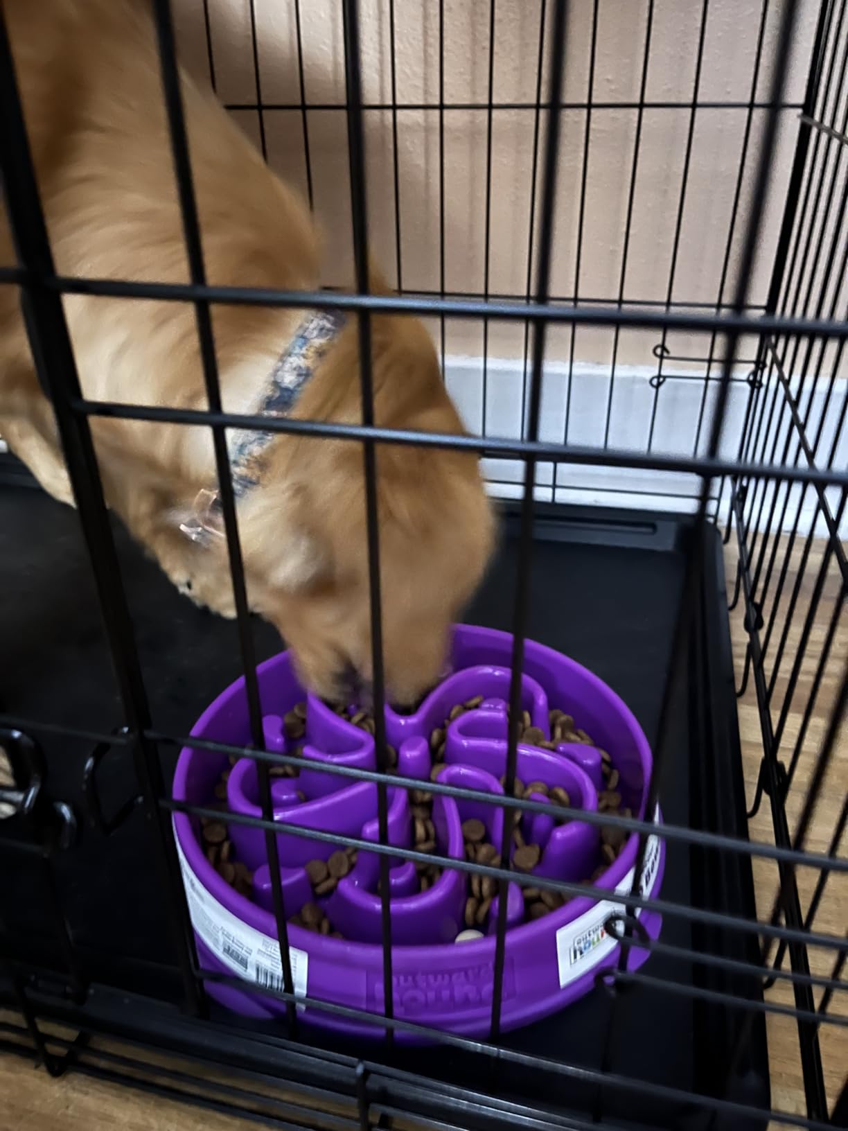 Outward Hound Fun Feeder Slo Bowl - Large 4-Cup Capacity, Slow Feeding, Medium to Large Dogs, Non-Slip, Blue, Notch Pattern customer photo 1