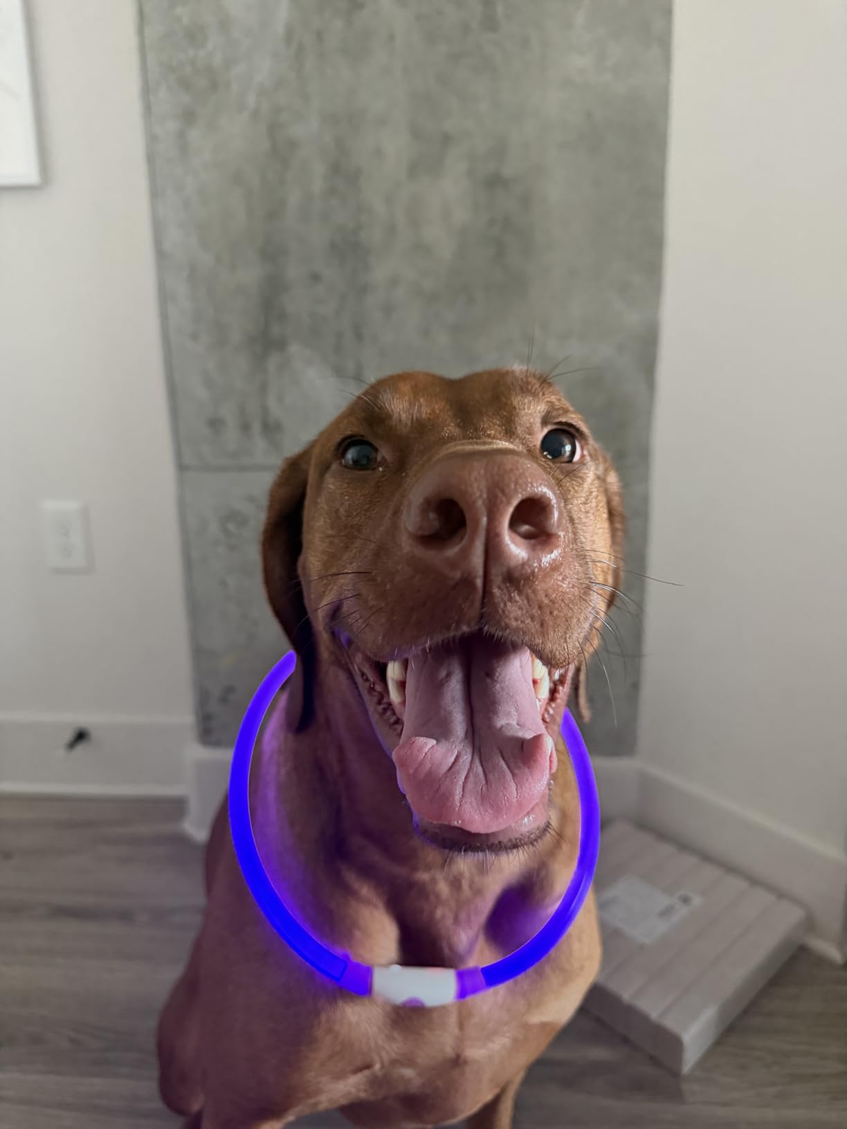 BSEEN Light Up Dog Collar - LED Dog Collar Rechargeable, Glowing Pet Collars for Small Medium Large Dogs, TPU Cuttable Lighted Puppy Collar, Safety Dog Lights for Night Walking (Green 70cm) customer photo 2