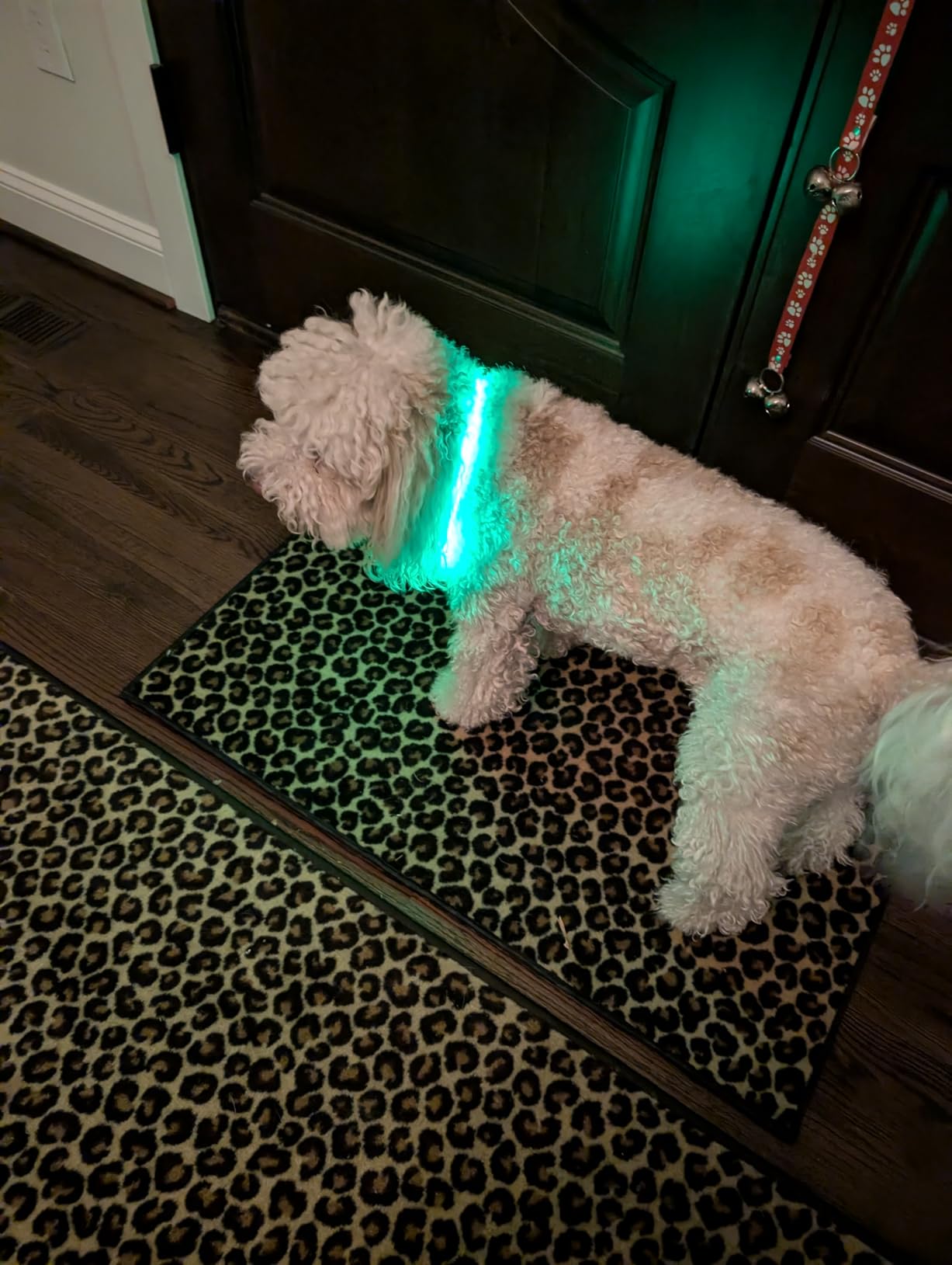 Flashseen LED Dog Collar, USB Rechargeable Glowing Lighted Up Collar, Cuttable Water-Resistant TPU Safety Collar Lights for Small Medium Large Dogs customer photo 1