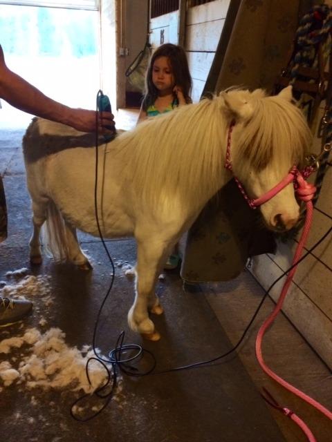 Wahl Professional Animal Thick Coat Pet Clipper & Dog Clipper (#9787-300) - 2 Speeds - Pink customer photo 1