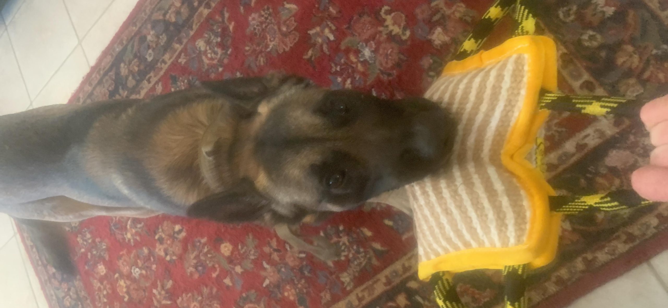 YES4QUALITY Durable Dog Bite Pillow - 10