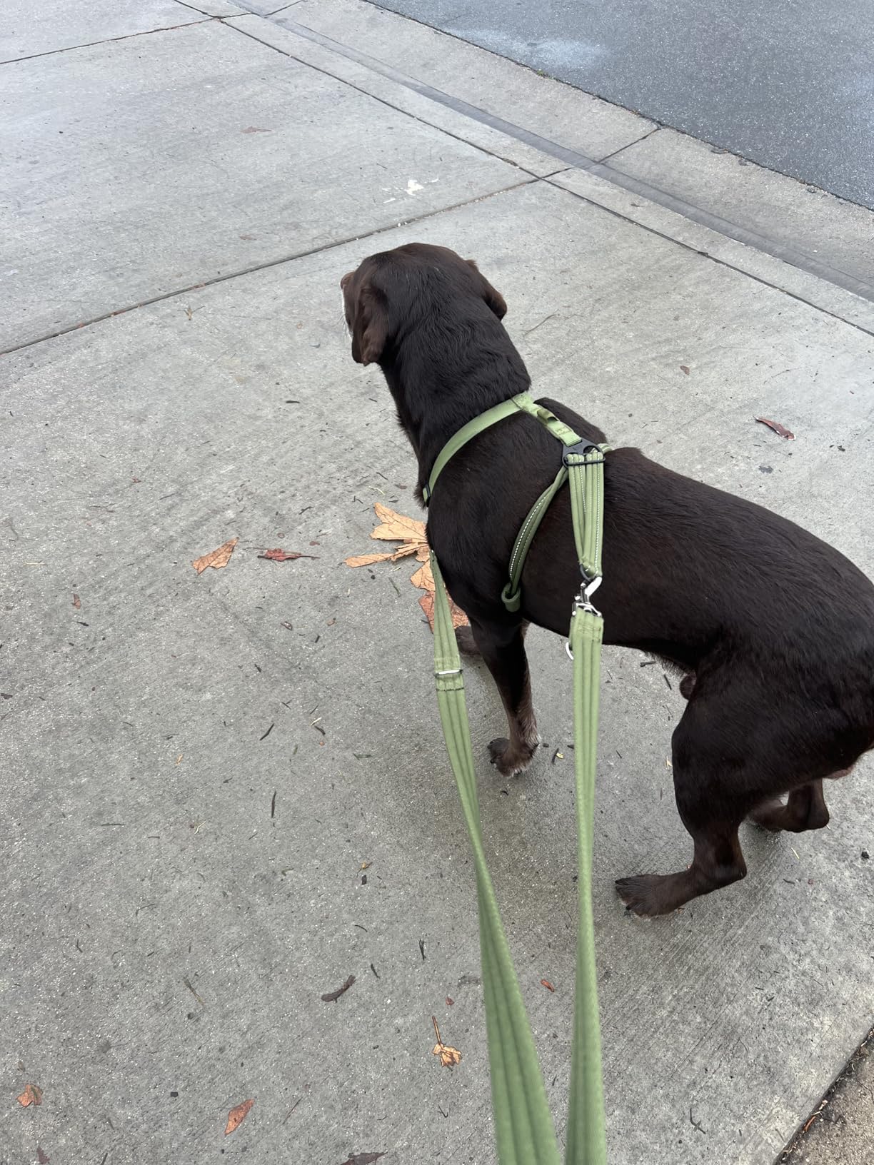 Halti No Pull Harness - Stop Your Dog Pulling on the Leash. Adjustable, Lightweight and Easy to Use. Reflective Dog Training Harness for Medium Dogs (Size M, Black) customer photo 1