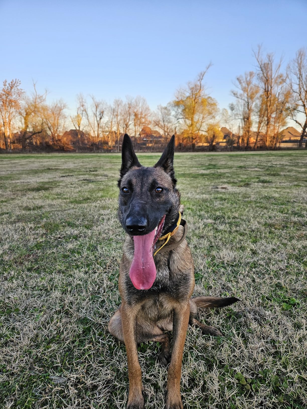 Morezi Dog Bite Sleeve Training Large Dogs, Fits Pitbull German Shepherd, K9, IPO, Best for Young Dogs Puppy Playing Biting Tugging Toy Interactive Play - Green customer photo 1