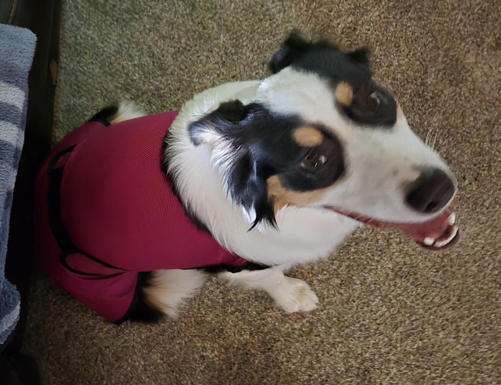 Dog Cooling Vest - Lightweight Evaporative Shirt with UV Protection for Small, Medium, and Large Dogs - Breathable Soft Fabric for Hot Weather (S, Dark Blue) customer photo 1